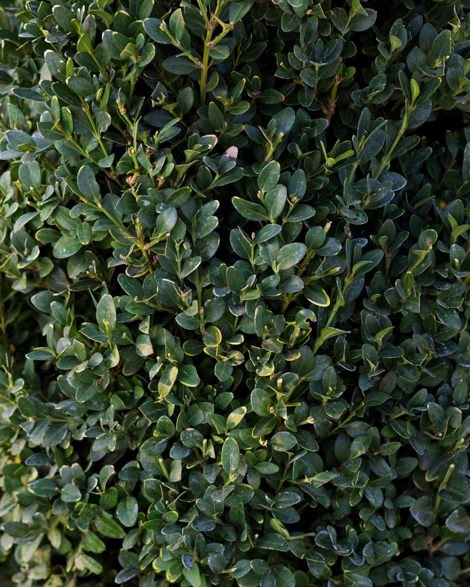 Green Mountain Boxwood Cone - view 3