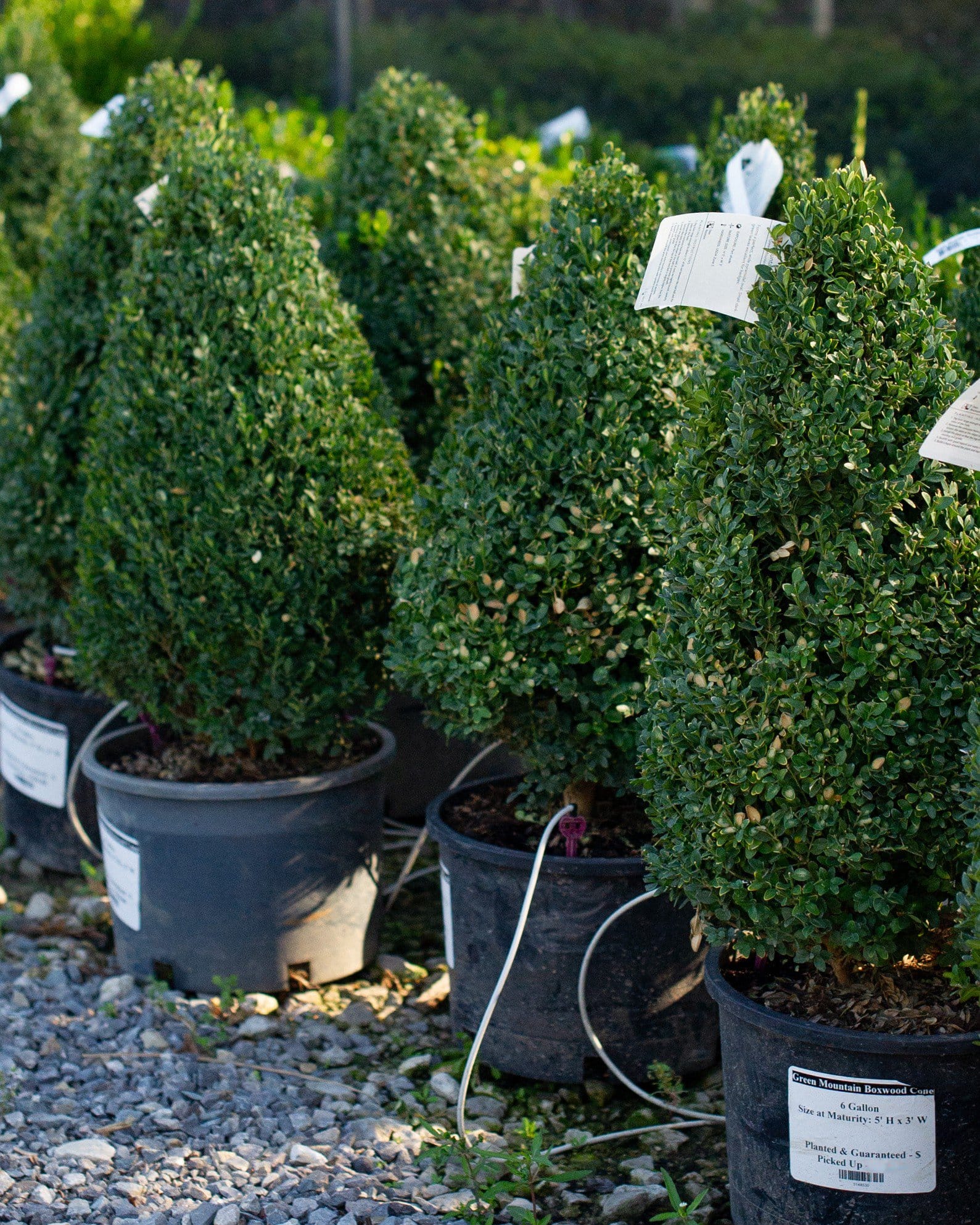 Green Mountain Boxwood Cone - view 4