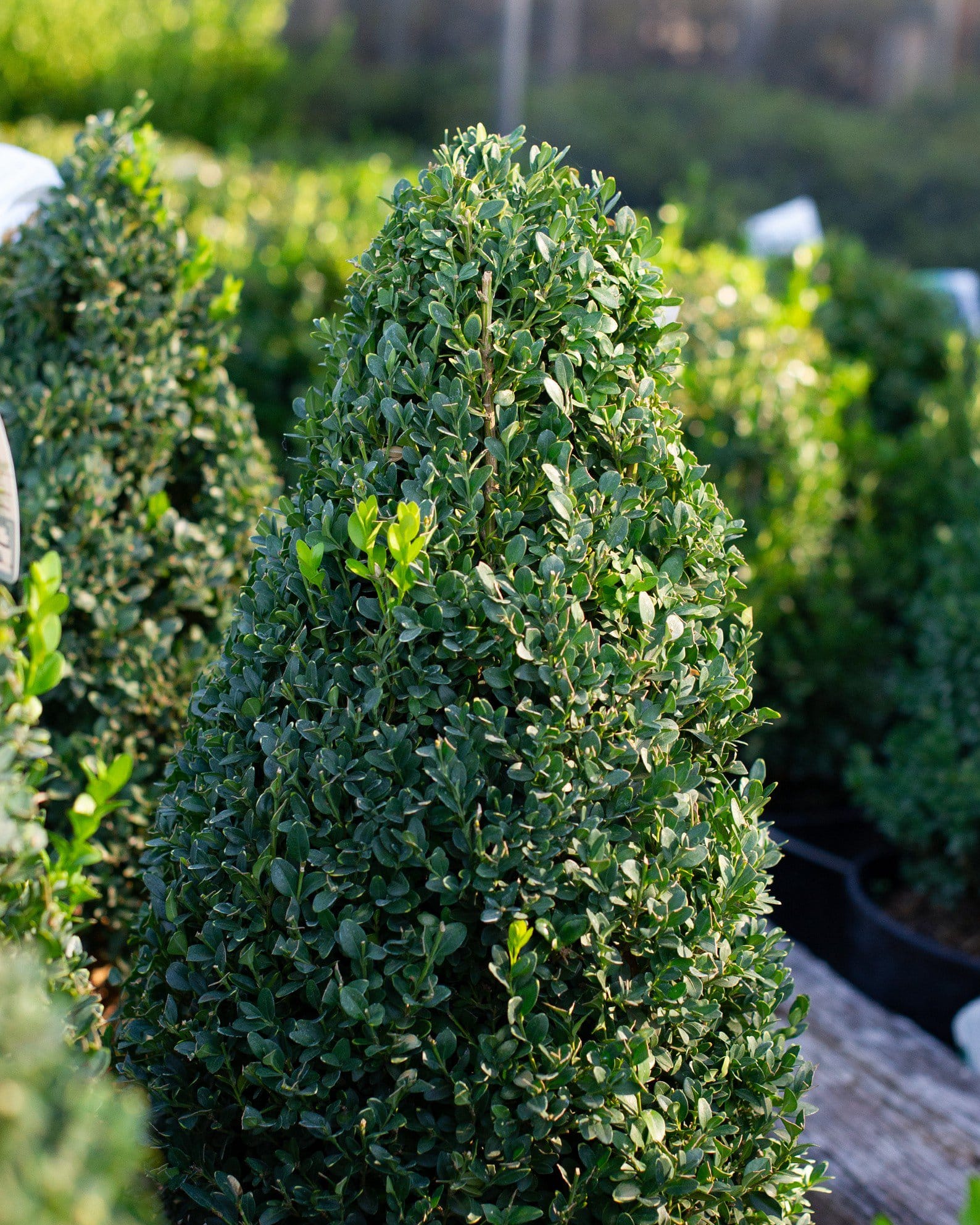 Green Mountain Boxwood Cone - view 5