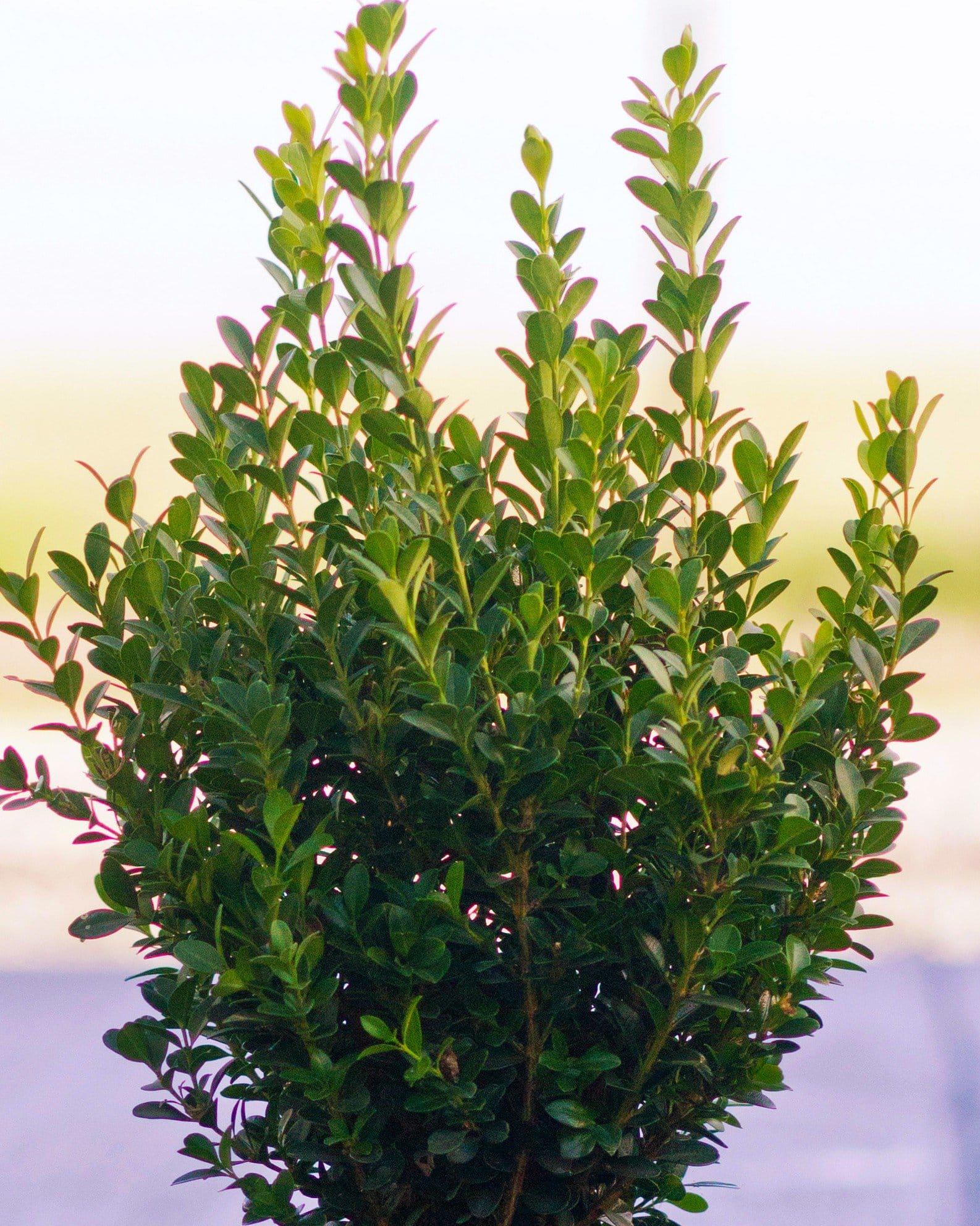Japanese Boxwood - view 2