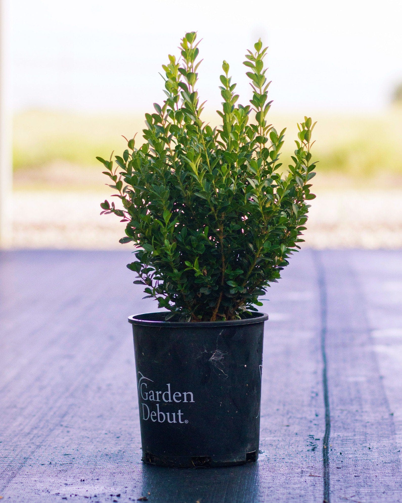 Japanese Boxwood - view 3