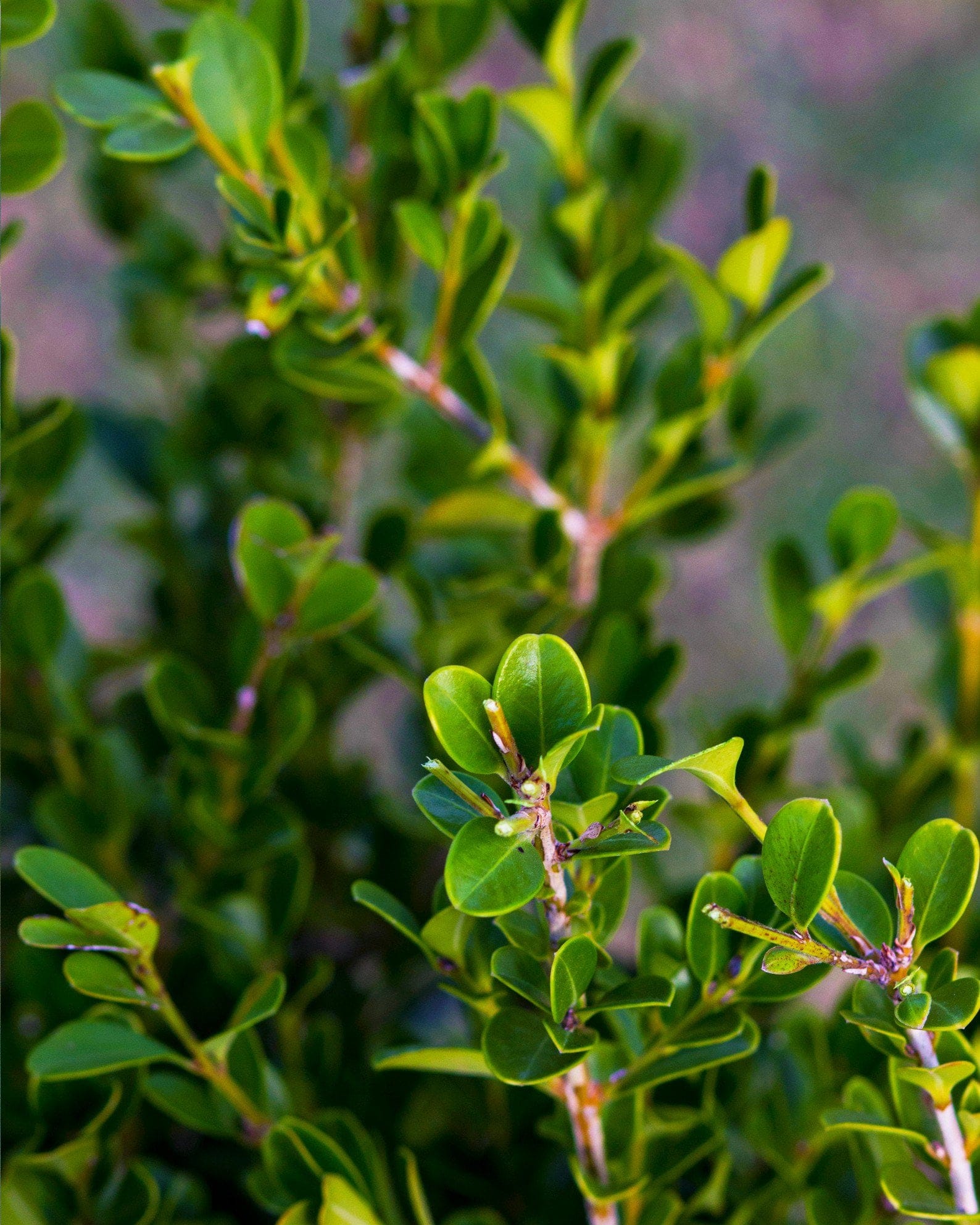 Japanese Boxwood - view 4