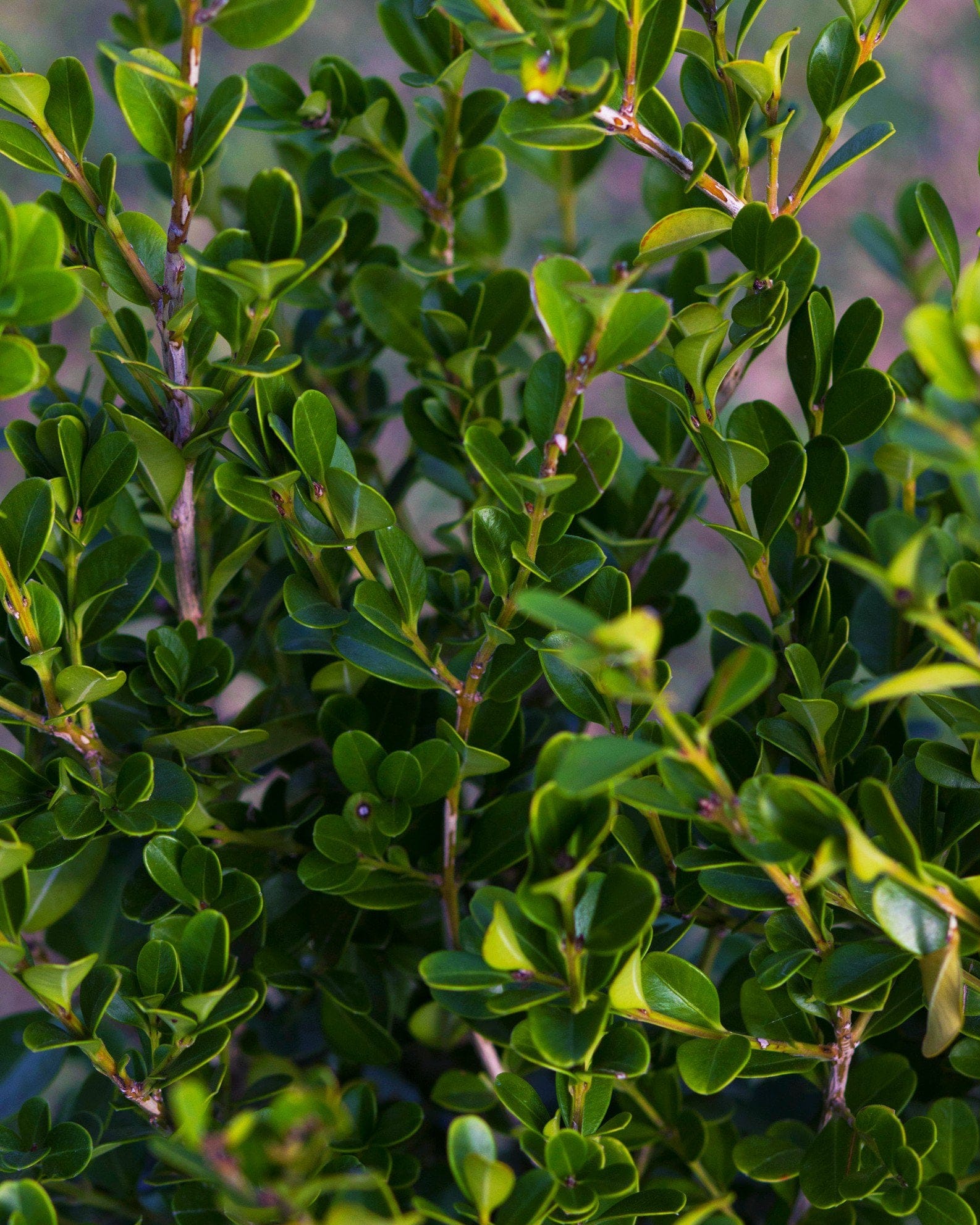 Japanese Boxwood - view 5