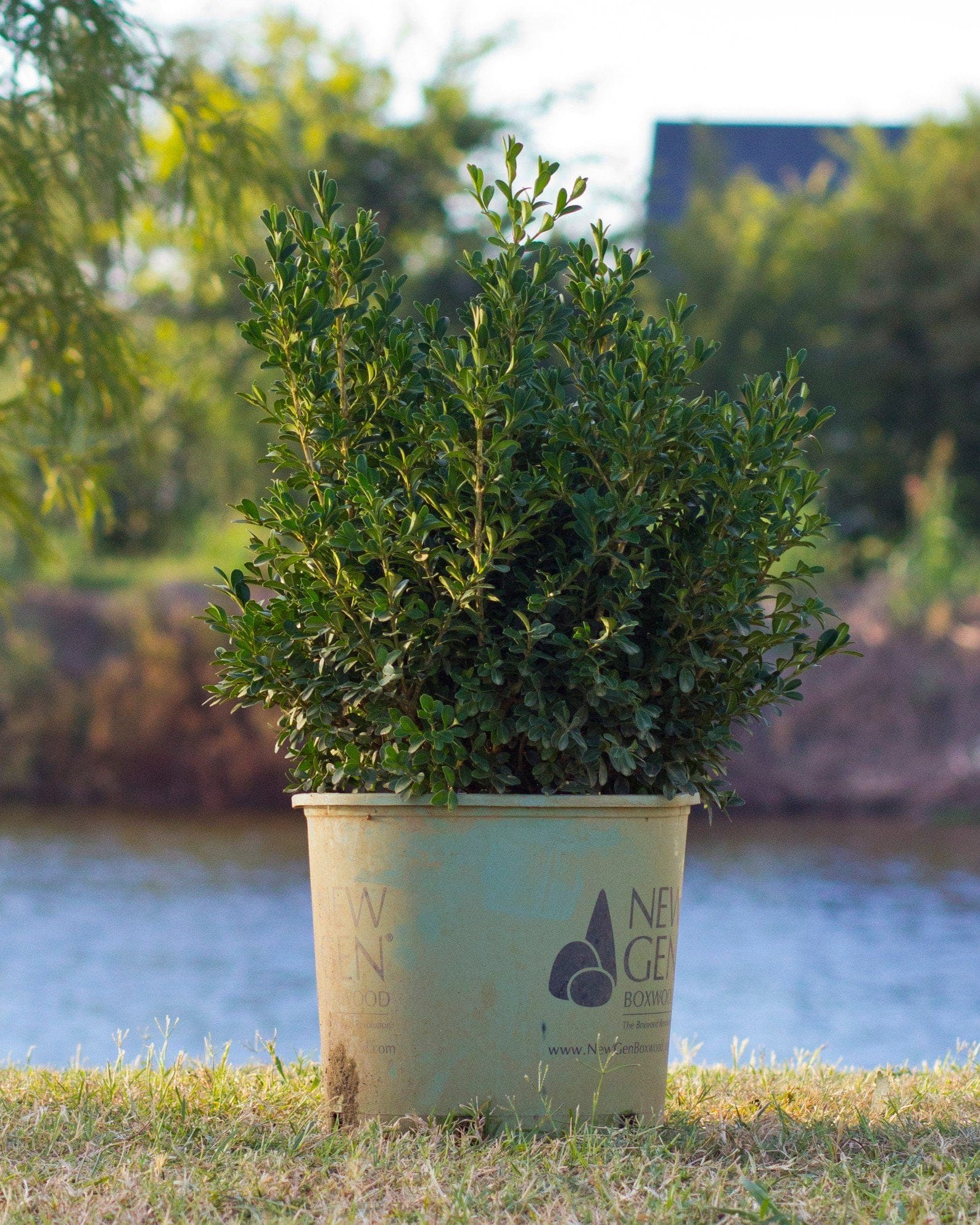 NewGen Independence Boxwood - view 2
