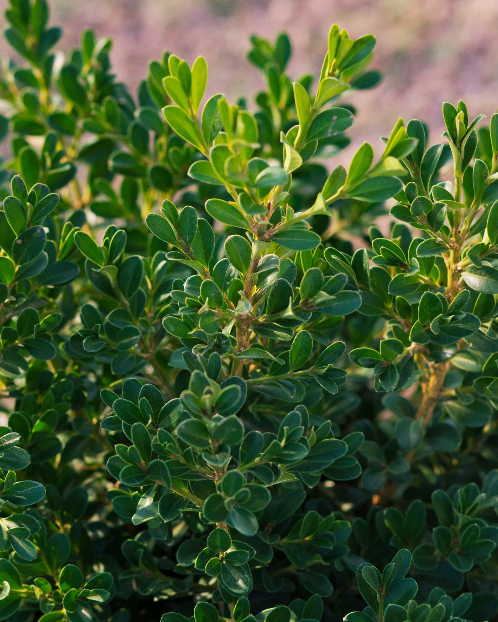 NewGen Independence Boxwood - view 3