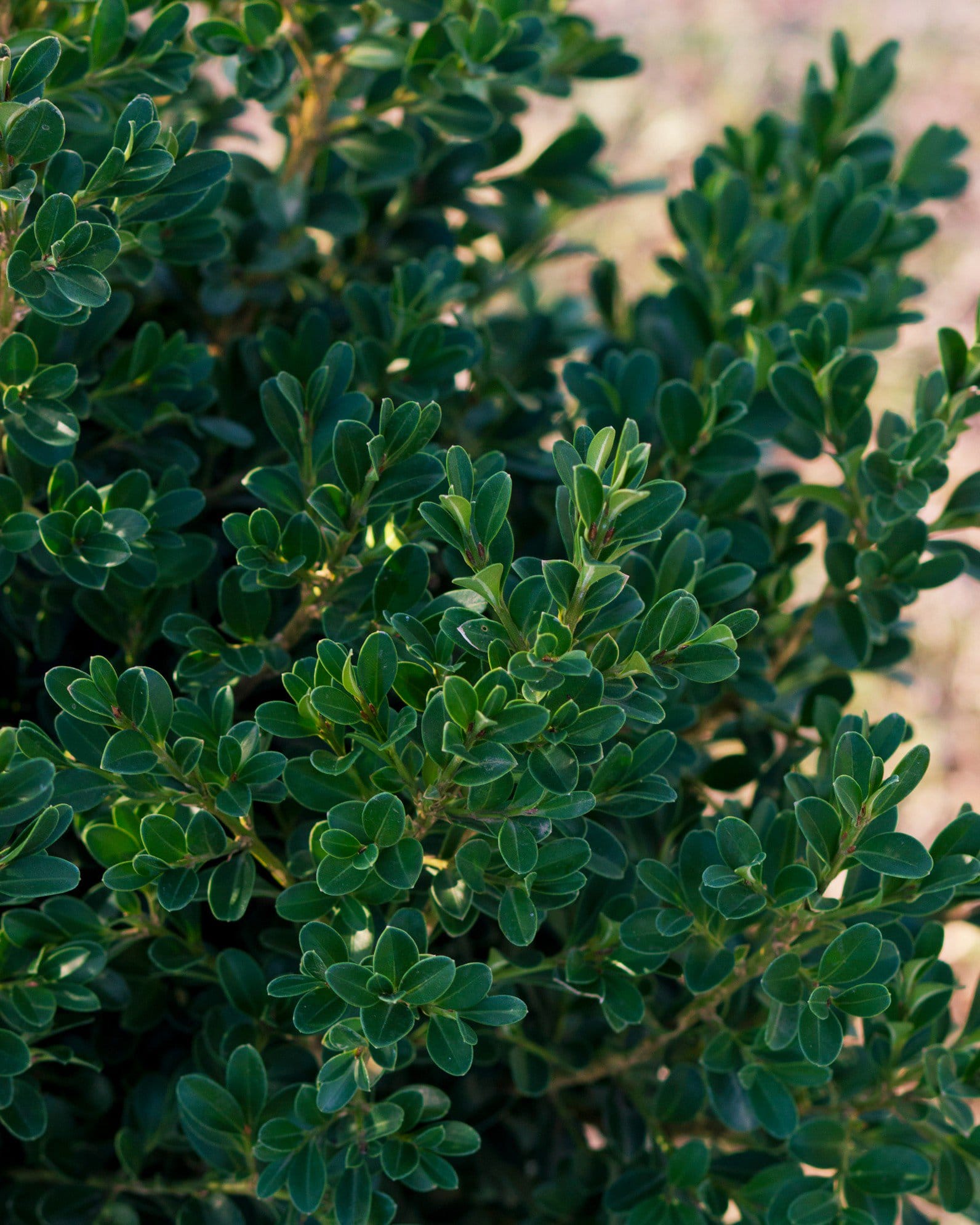 NewGen Independence Boxwood - view 4