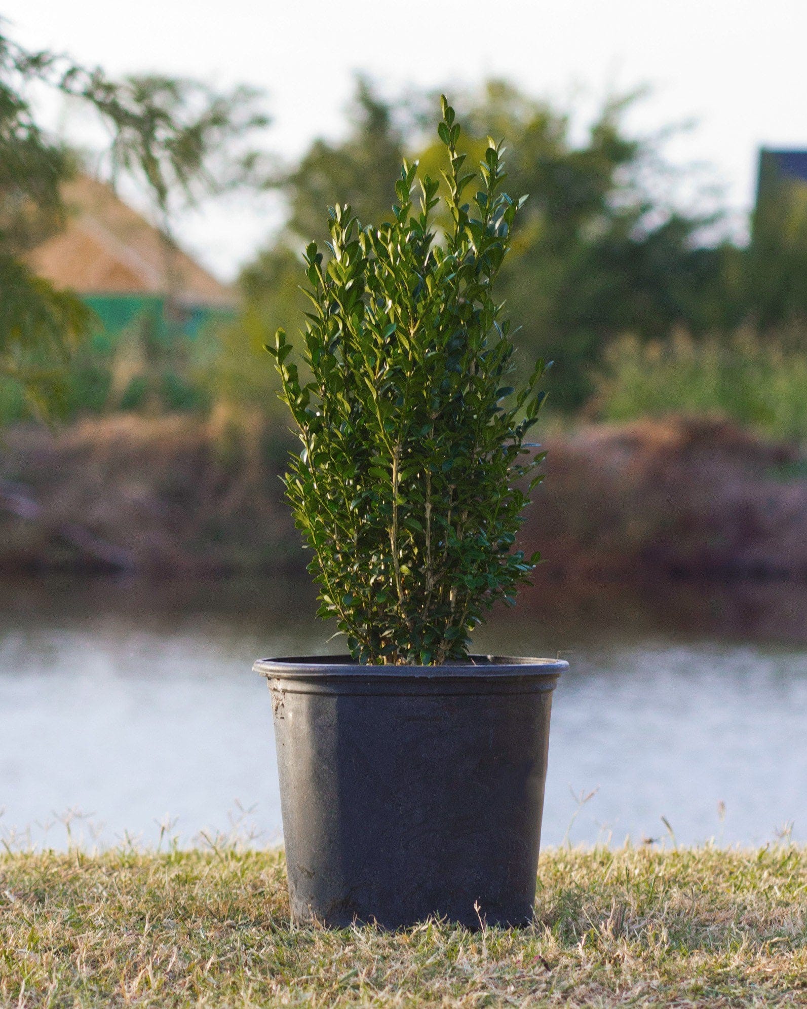 Green Velvet Boxwood - view 2