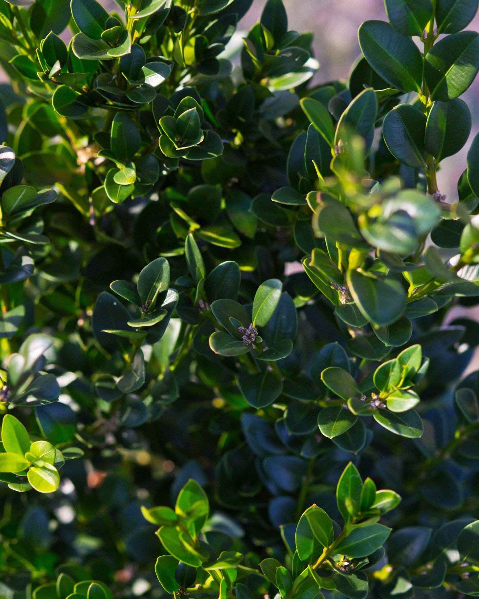 Green Velvet Boxwood - view 3