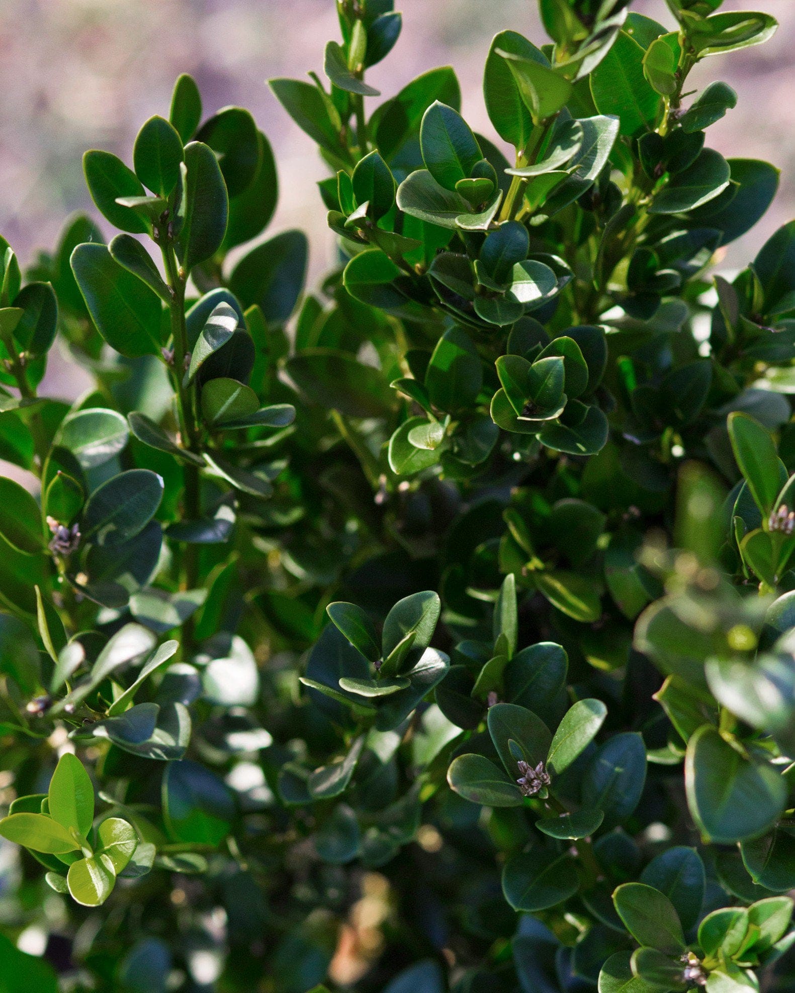 Green Velvet Boxwood - view 4
