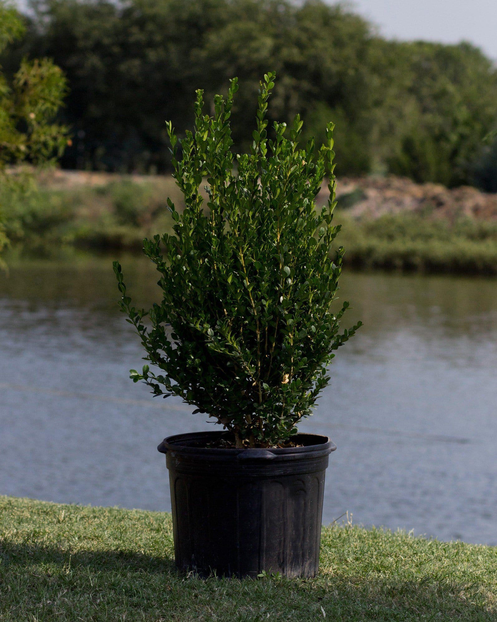 Wintergreen Boxwood - view 2