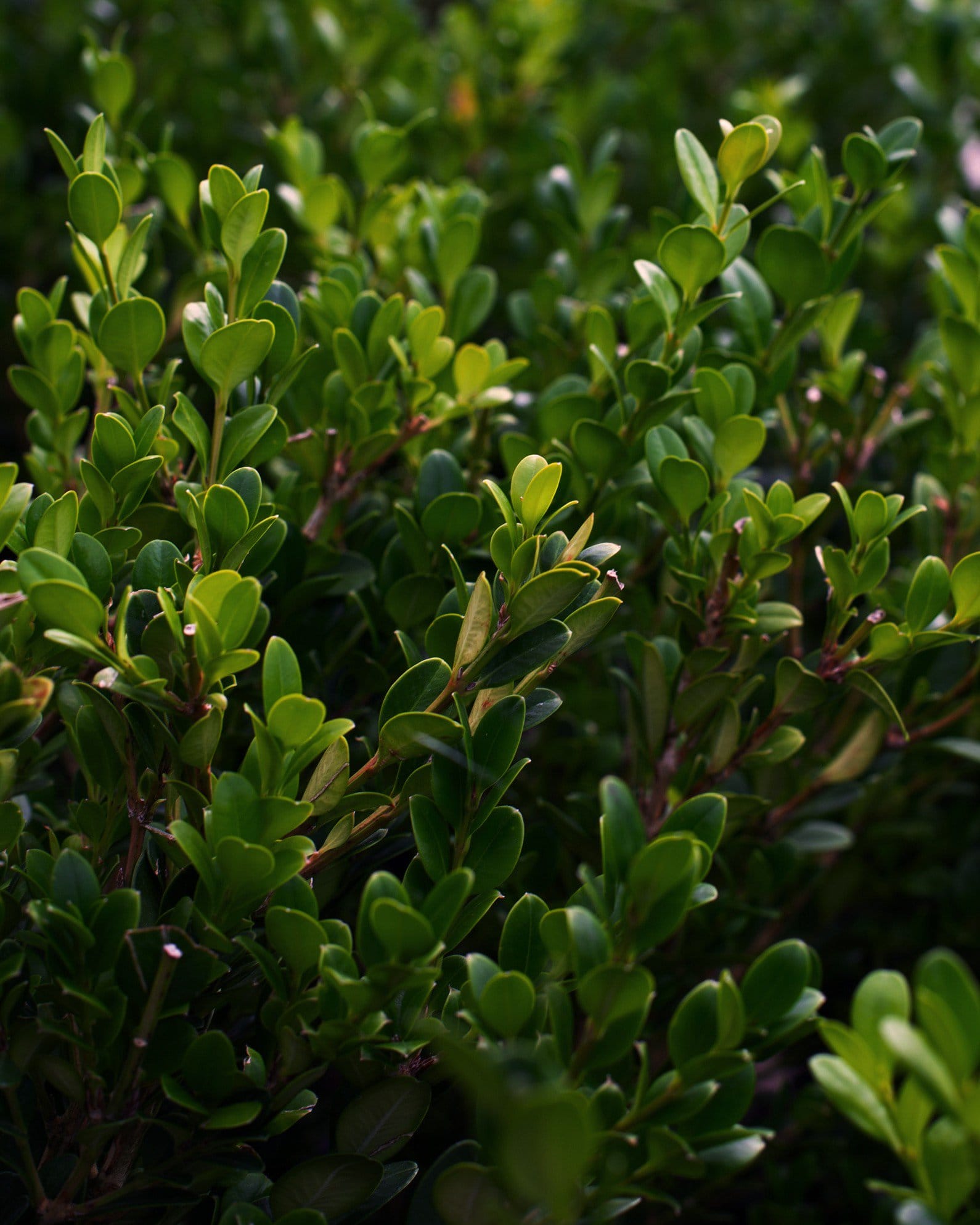 Wintergreen Boxwood - view 3