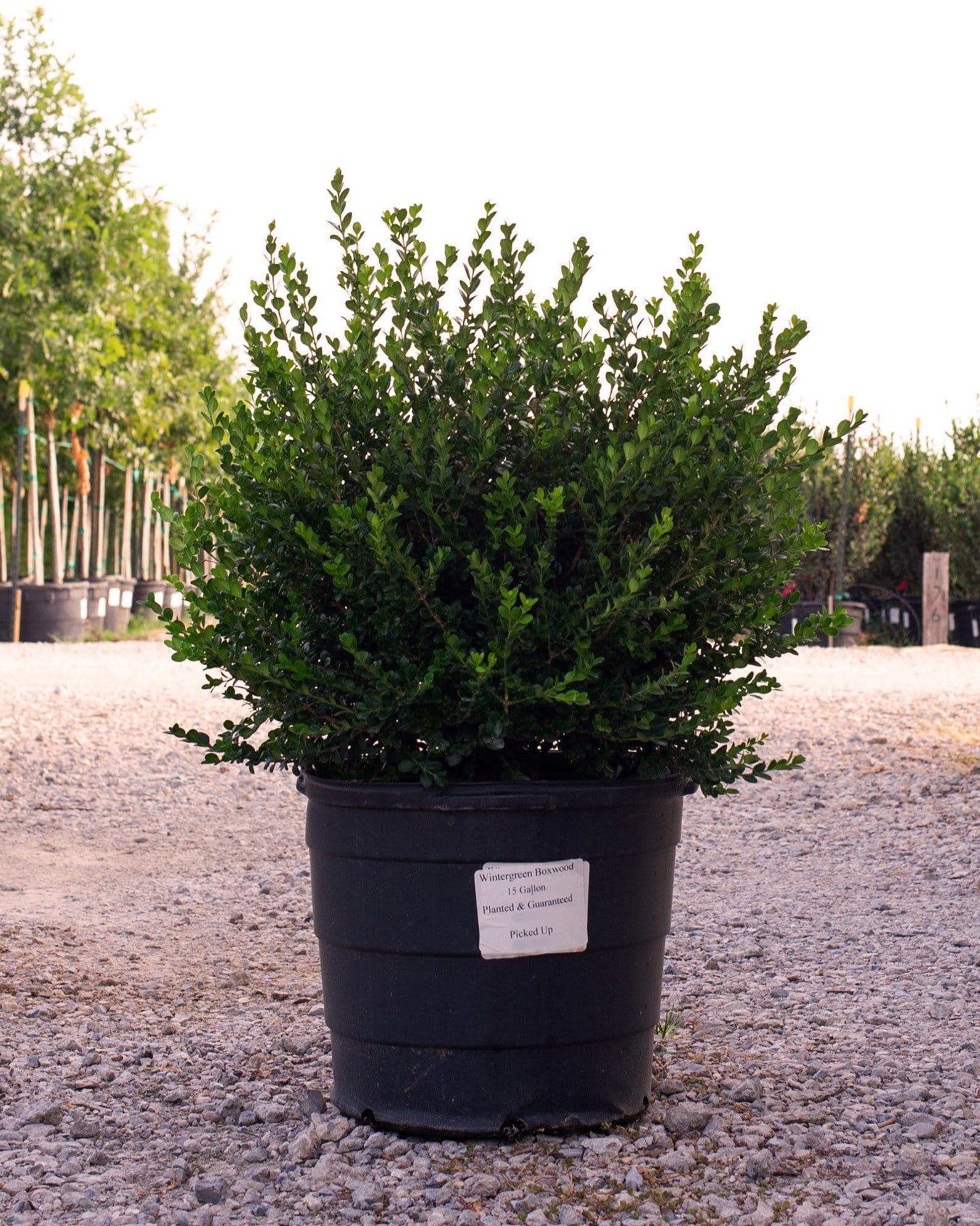 Wintergreen Boxwood - view 4