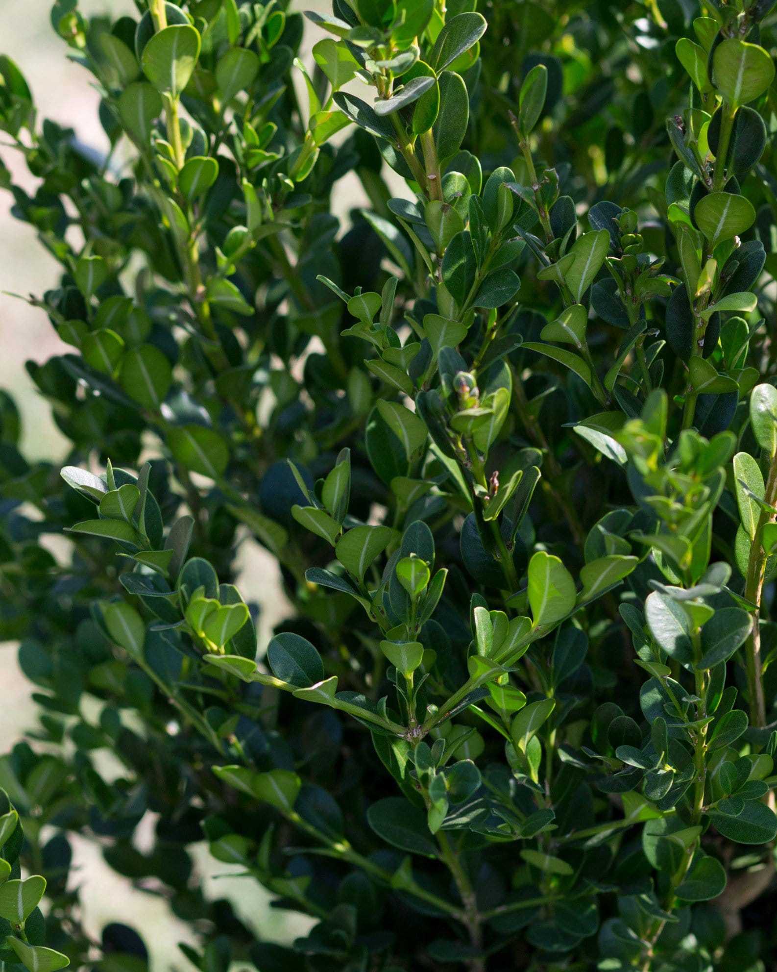 Wintergreen Boxwood - view 5