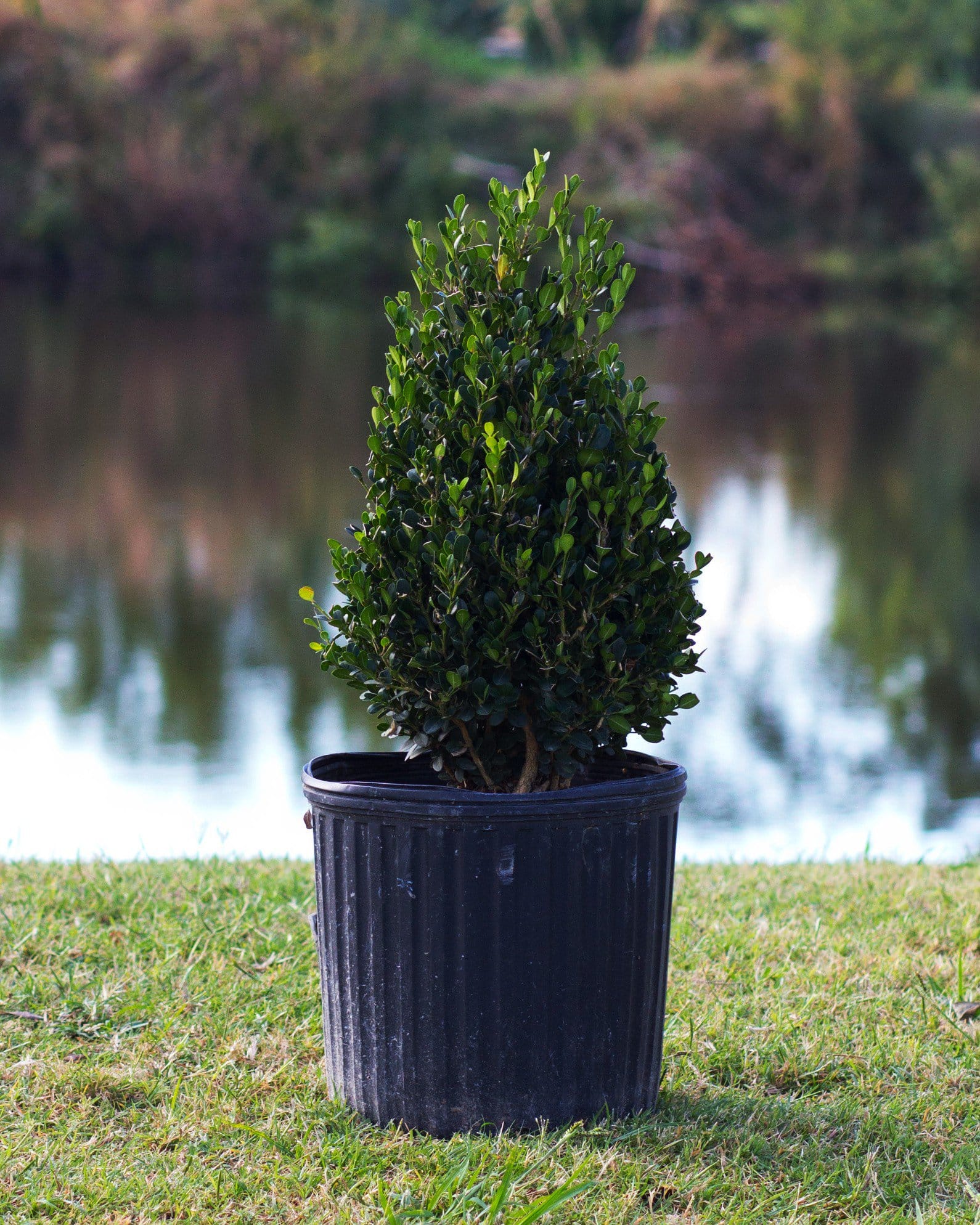 Wintergreen Boxwood Cone - view 4