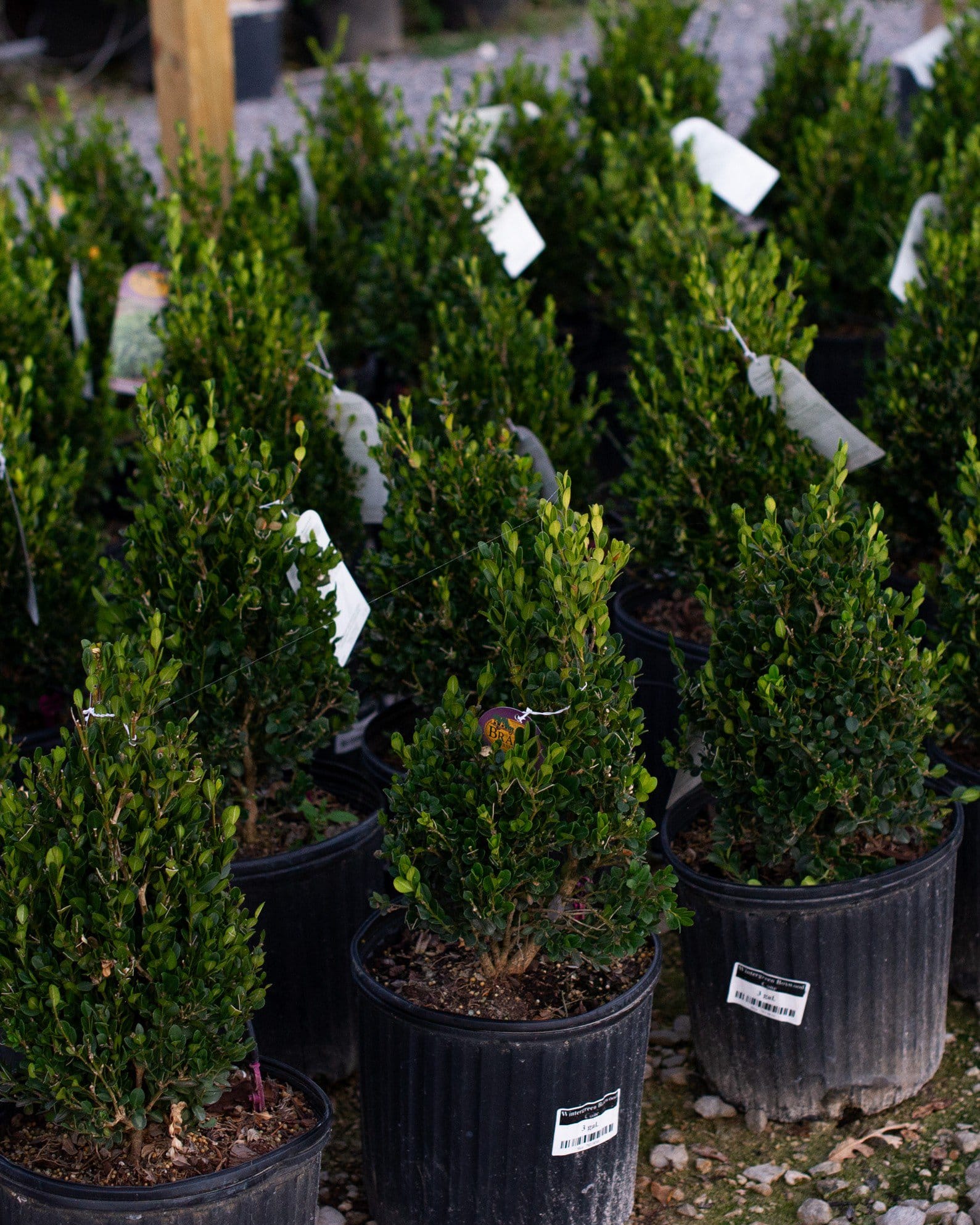 Wintergreen Boxwood Cone - view 5