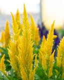 Bright Sparks Yellow Celosia thumbnail 1