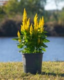 Bright Sparks Yellow Celosia thumbnail 6