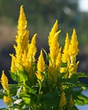 Bright Sparks Yellow Celosia thumbnail 8