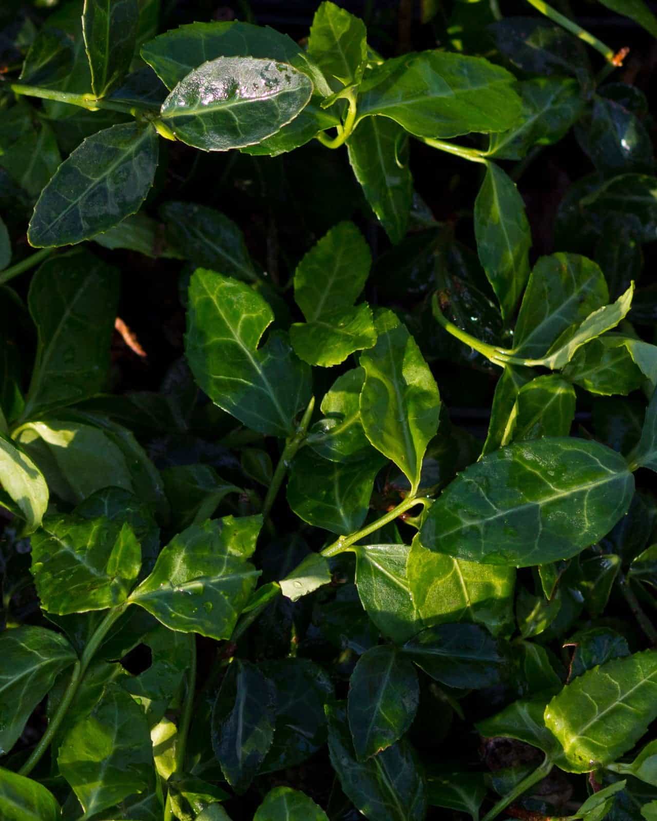 Purpleleaf Wintercreeper Euonymus - view 3