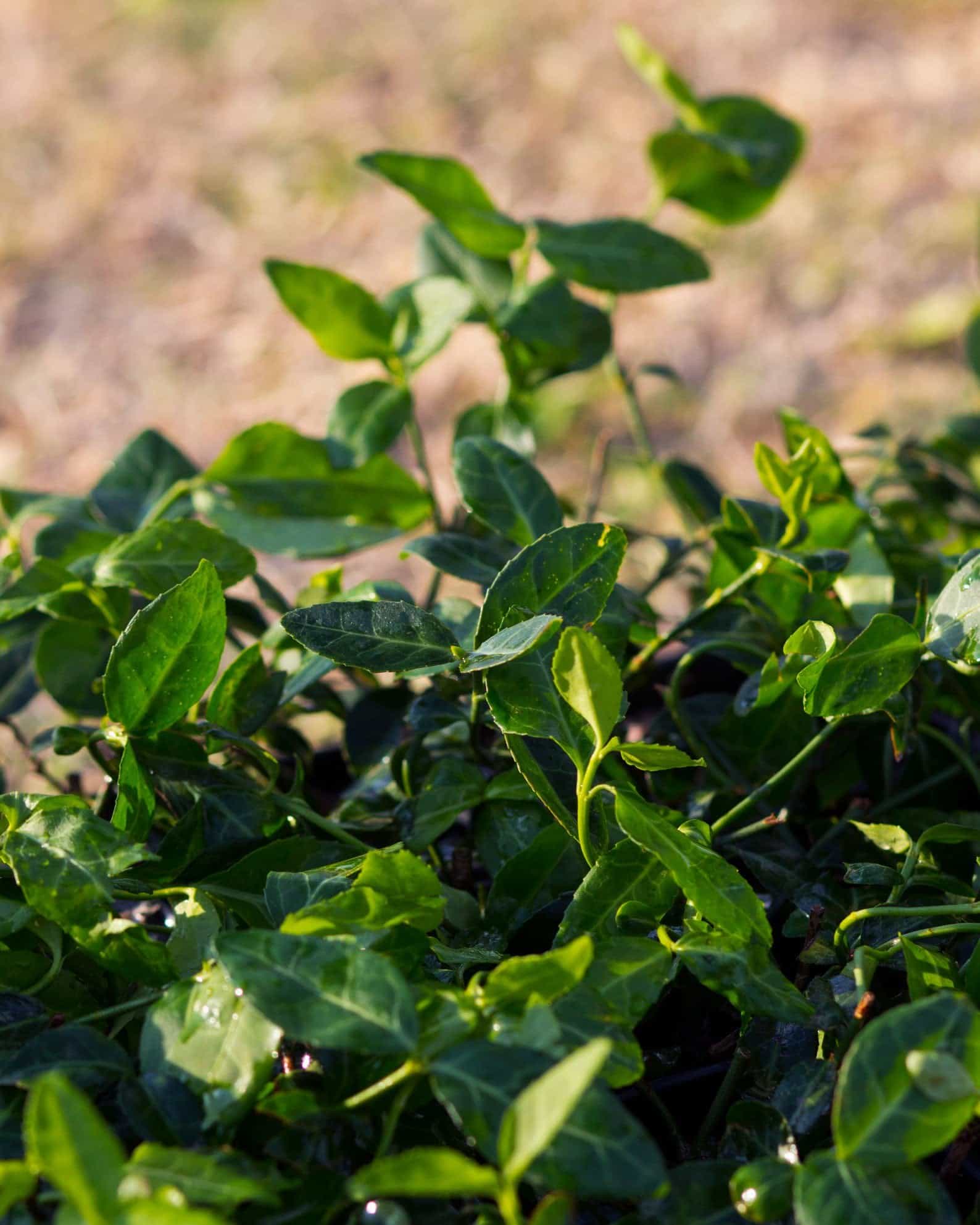 Purpleleaf Wintercreeper Euonymus - view 5