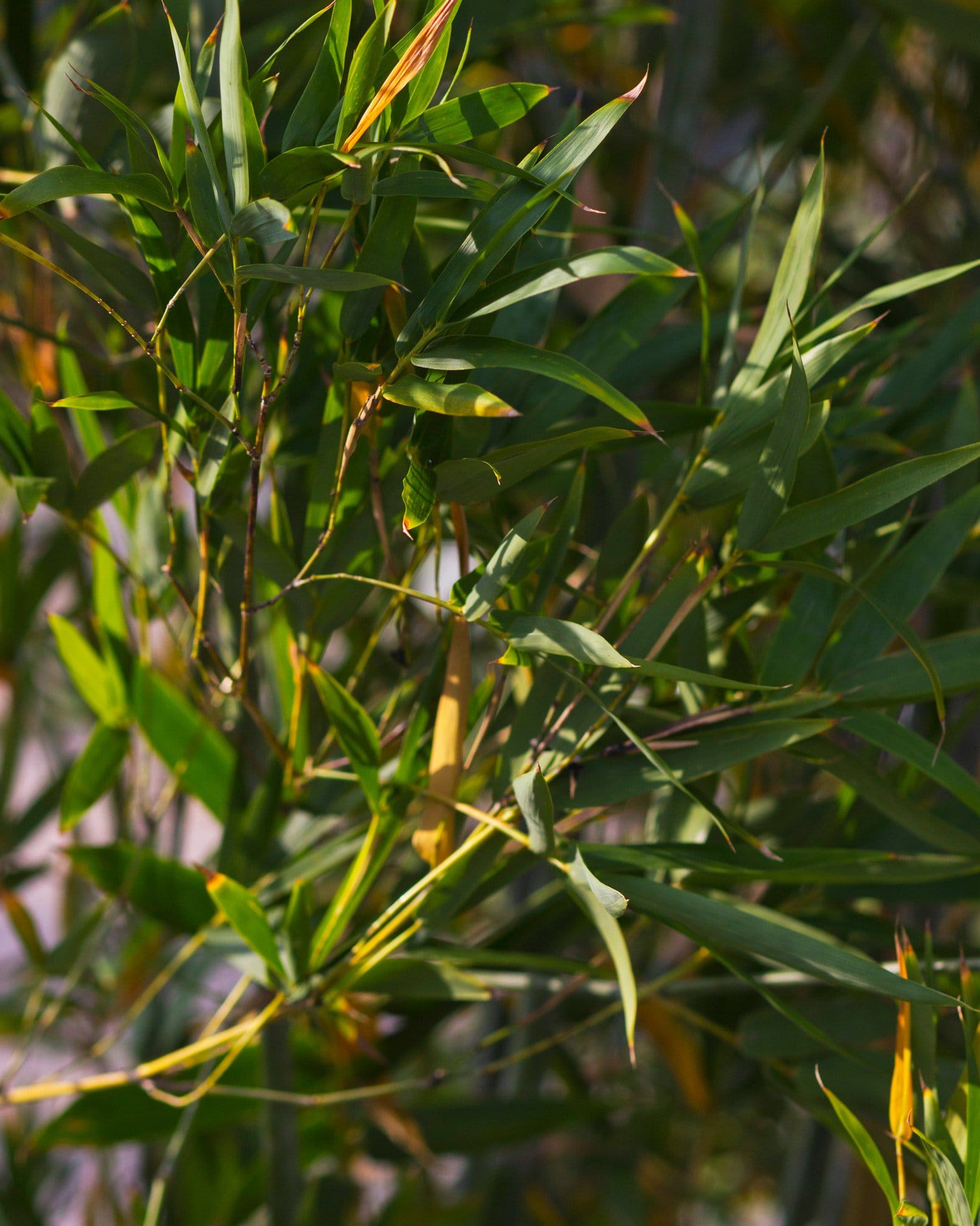 Seabreeze Bamboo - Main Image