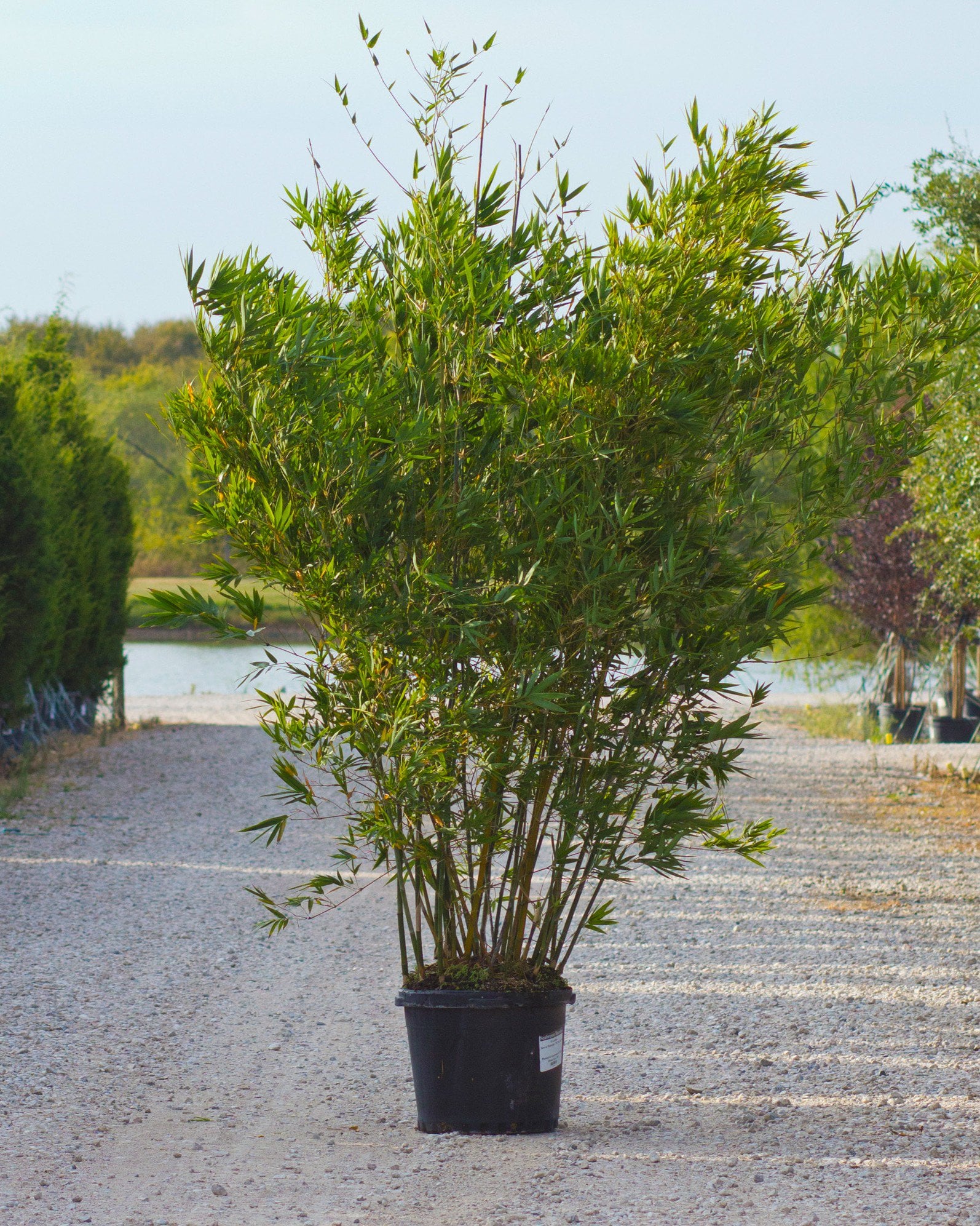 Seabreeze Bamboo - Image 1