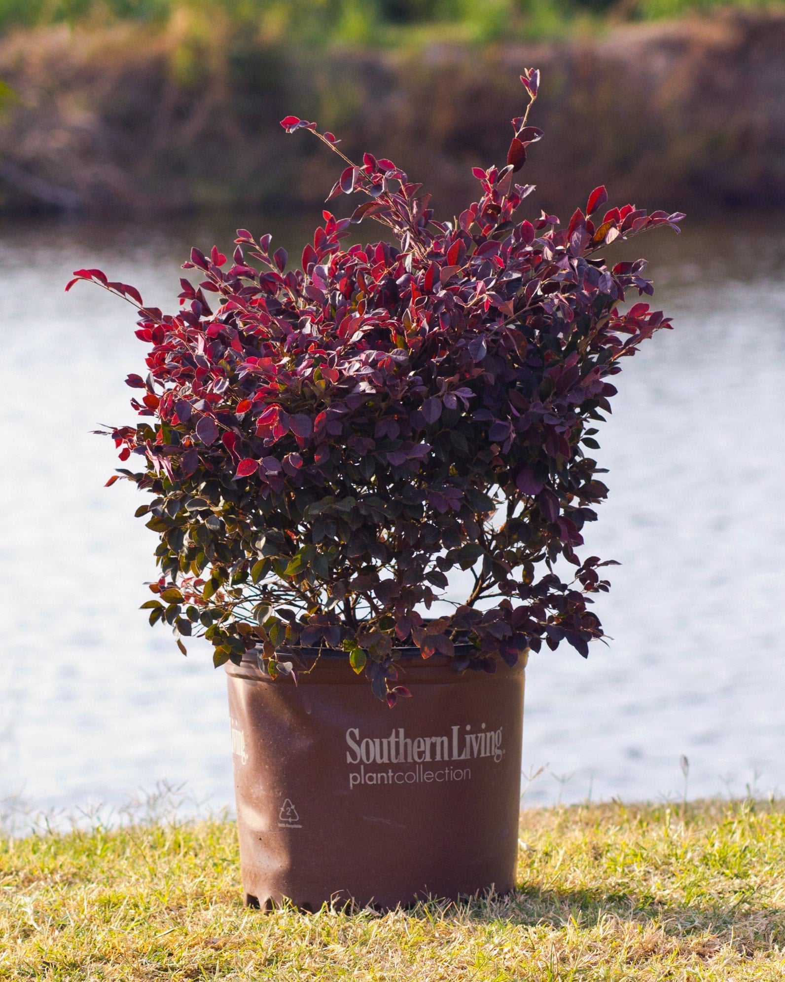 Purple Daydream Loropetalum - Image 1