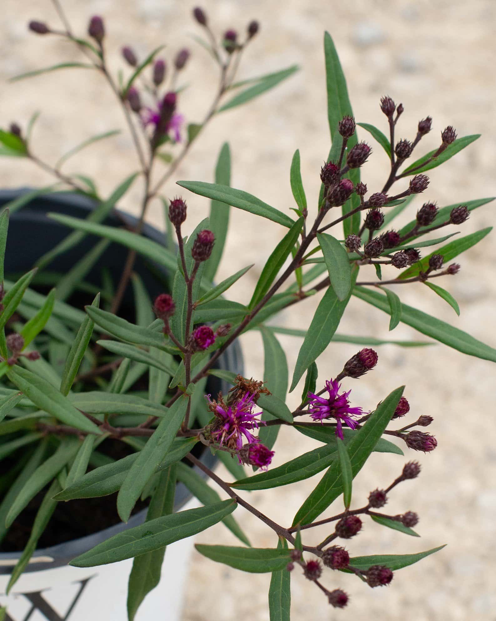 Prairie Princess Ironweed - Main Image