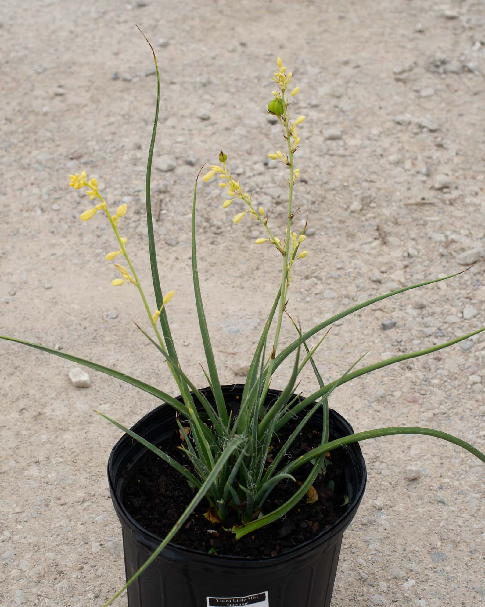 Yucca Little Miss Sunshine - Main Image