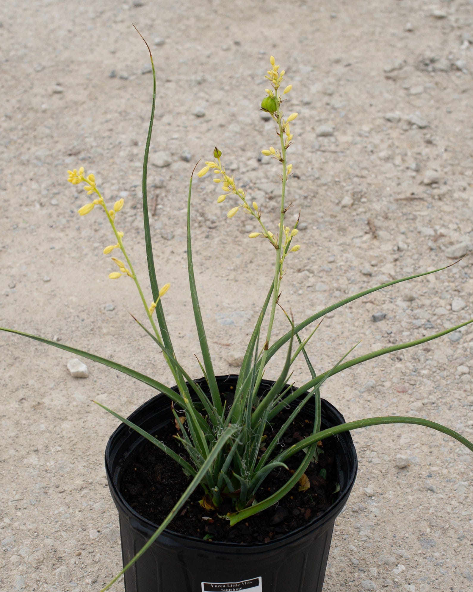Little Miss Sunshine Yucca