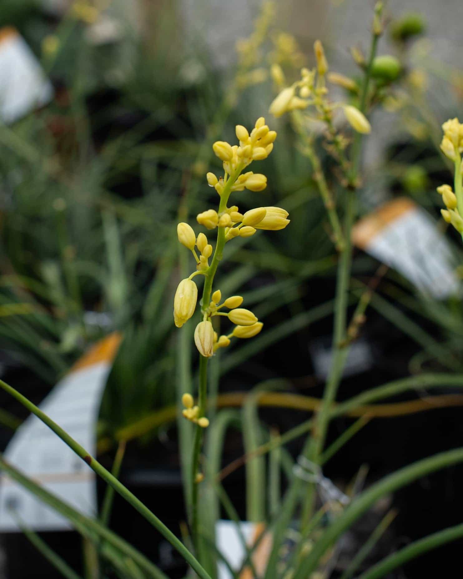 Little Miss Sunshine Yucca - view 2