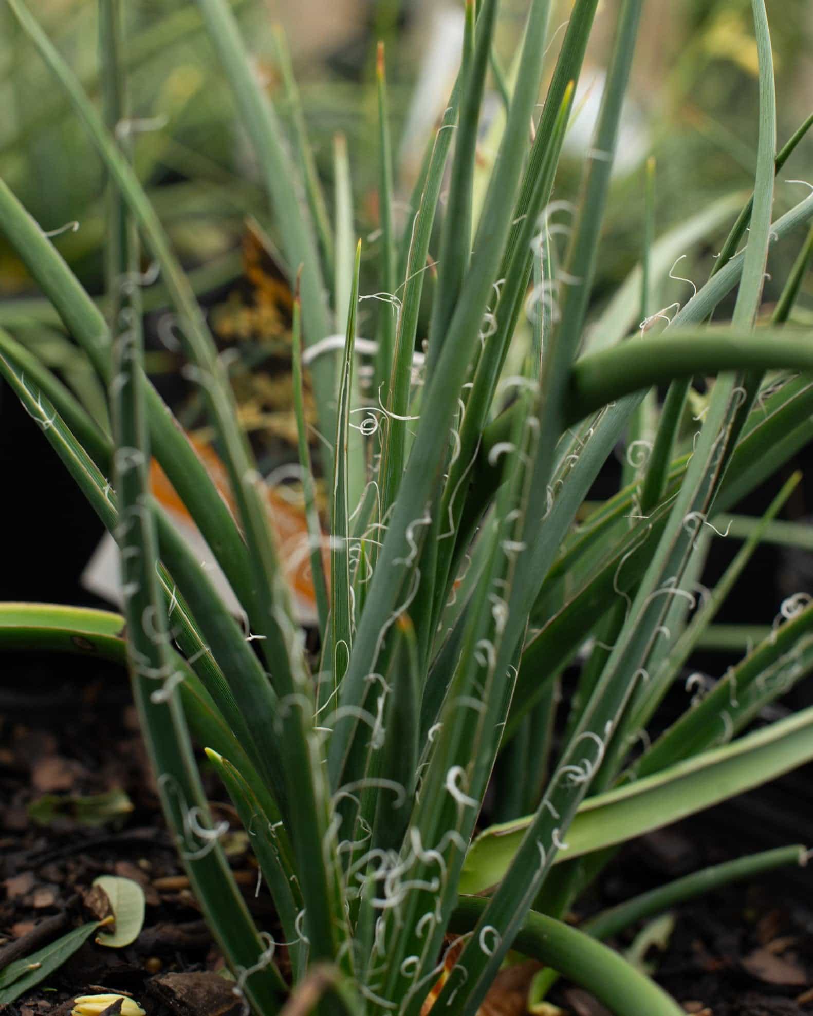 Little Miss Sunshine Yucca - view 3