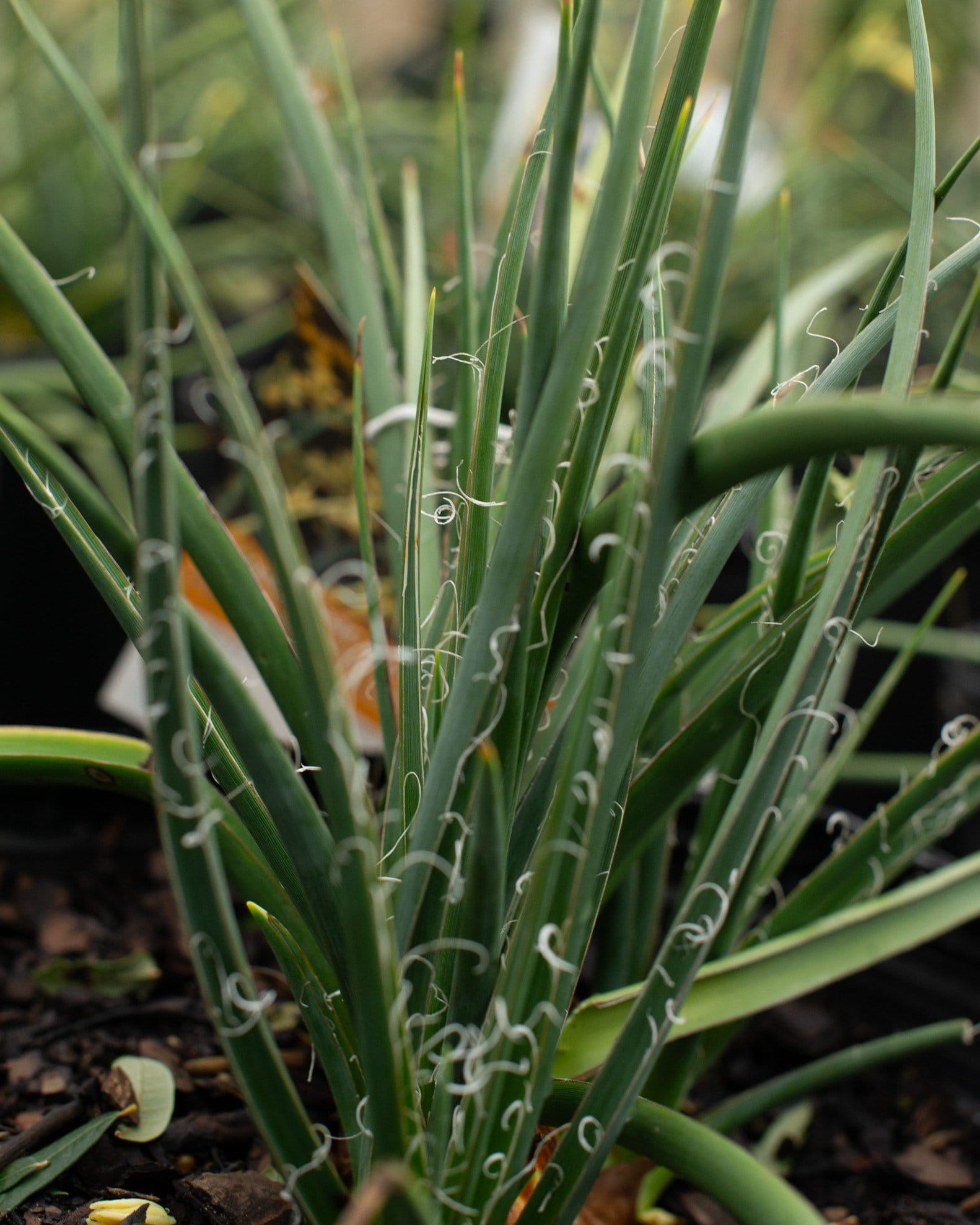 Little Miss Sunshine Yucca - view 3