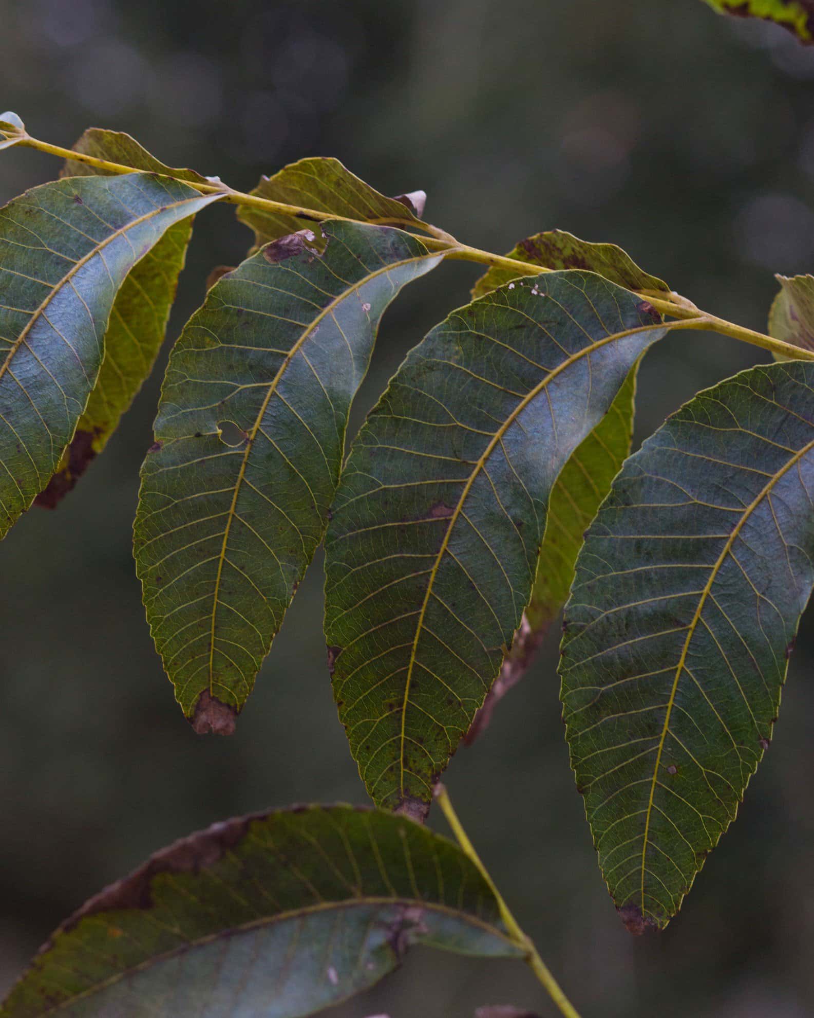 Choctaw Pecan - Image 1