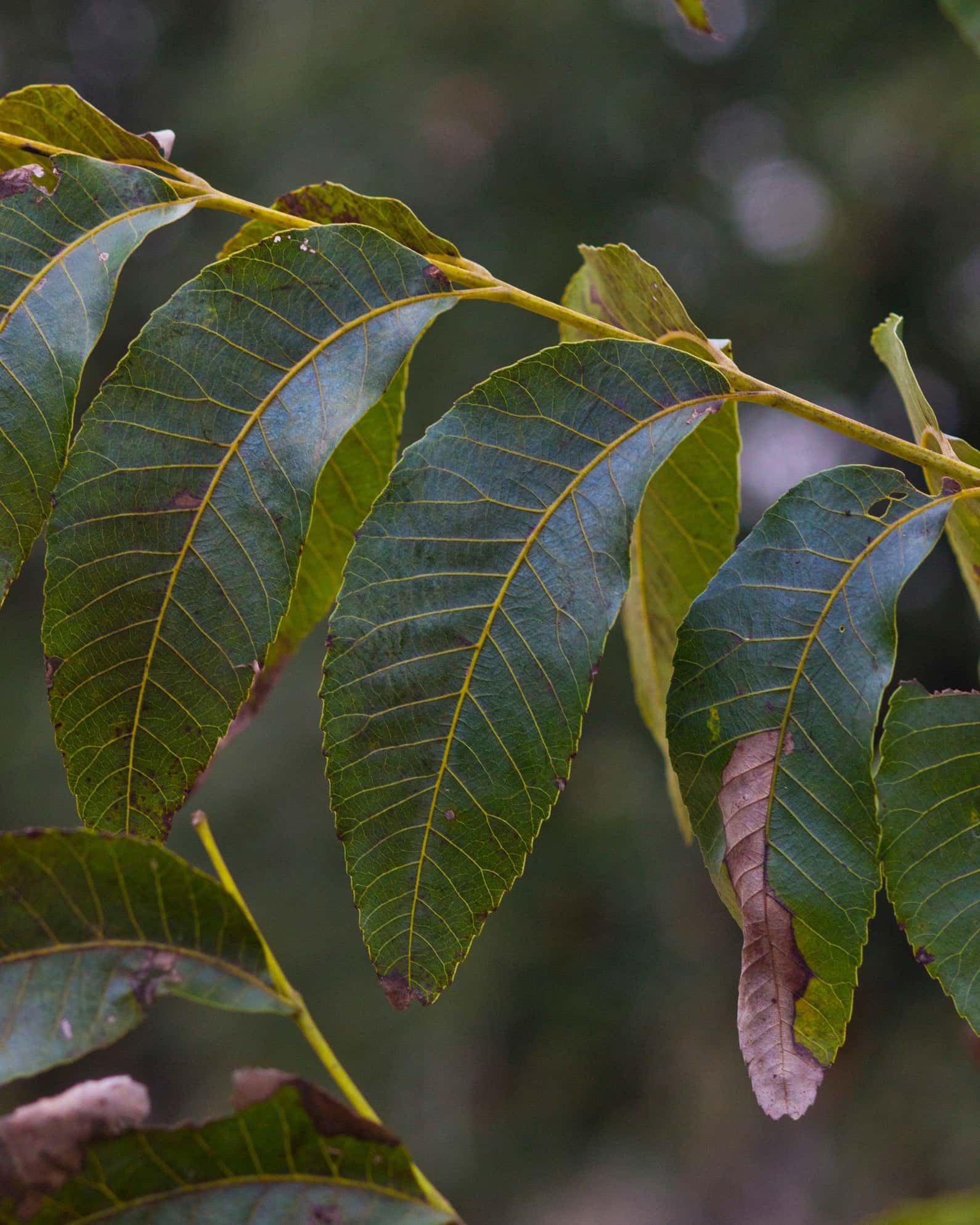 Choctaw Pecan - Image 2