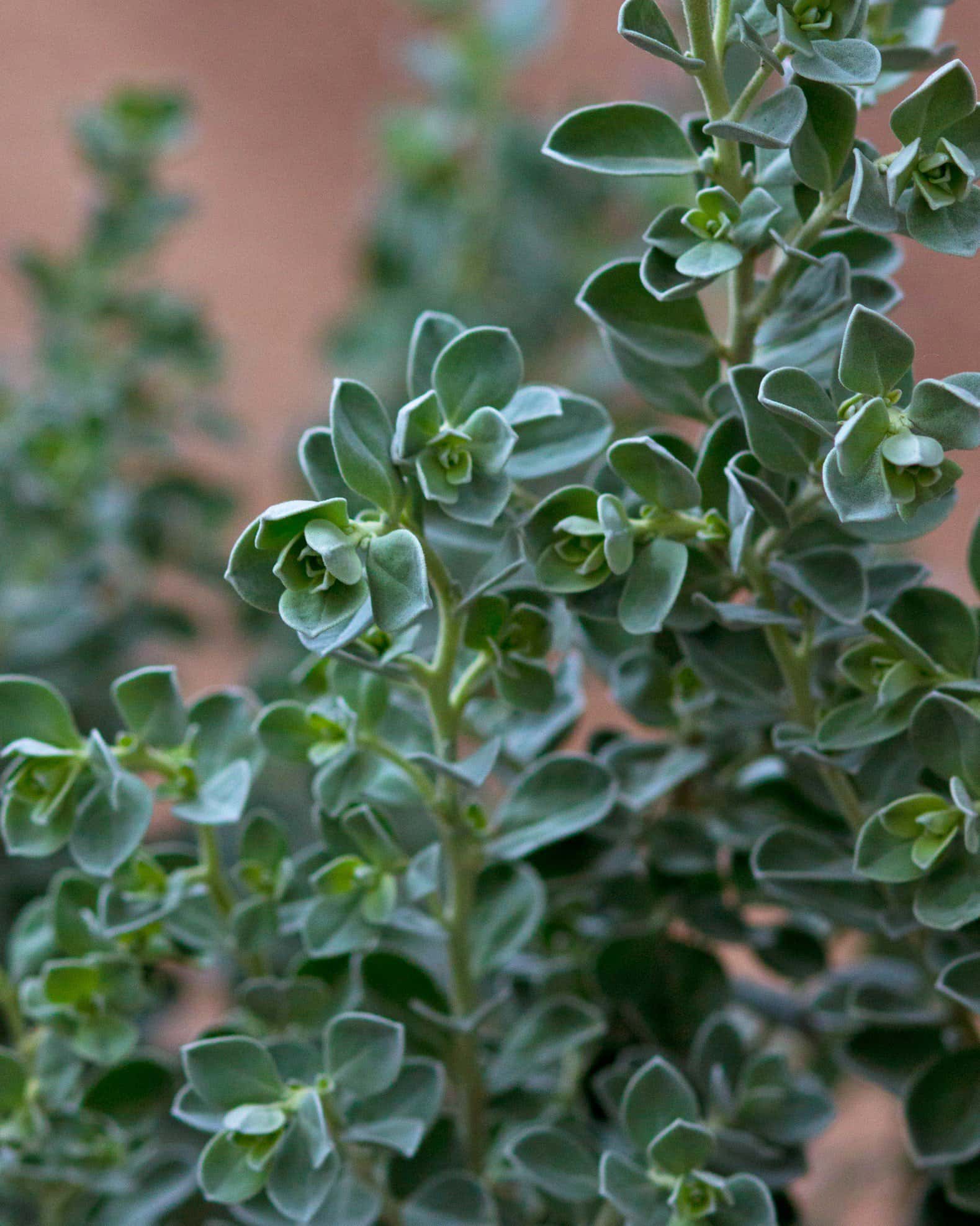 Laredo Texas Sage - Main Image