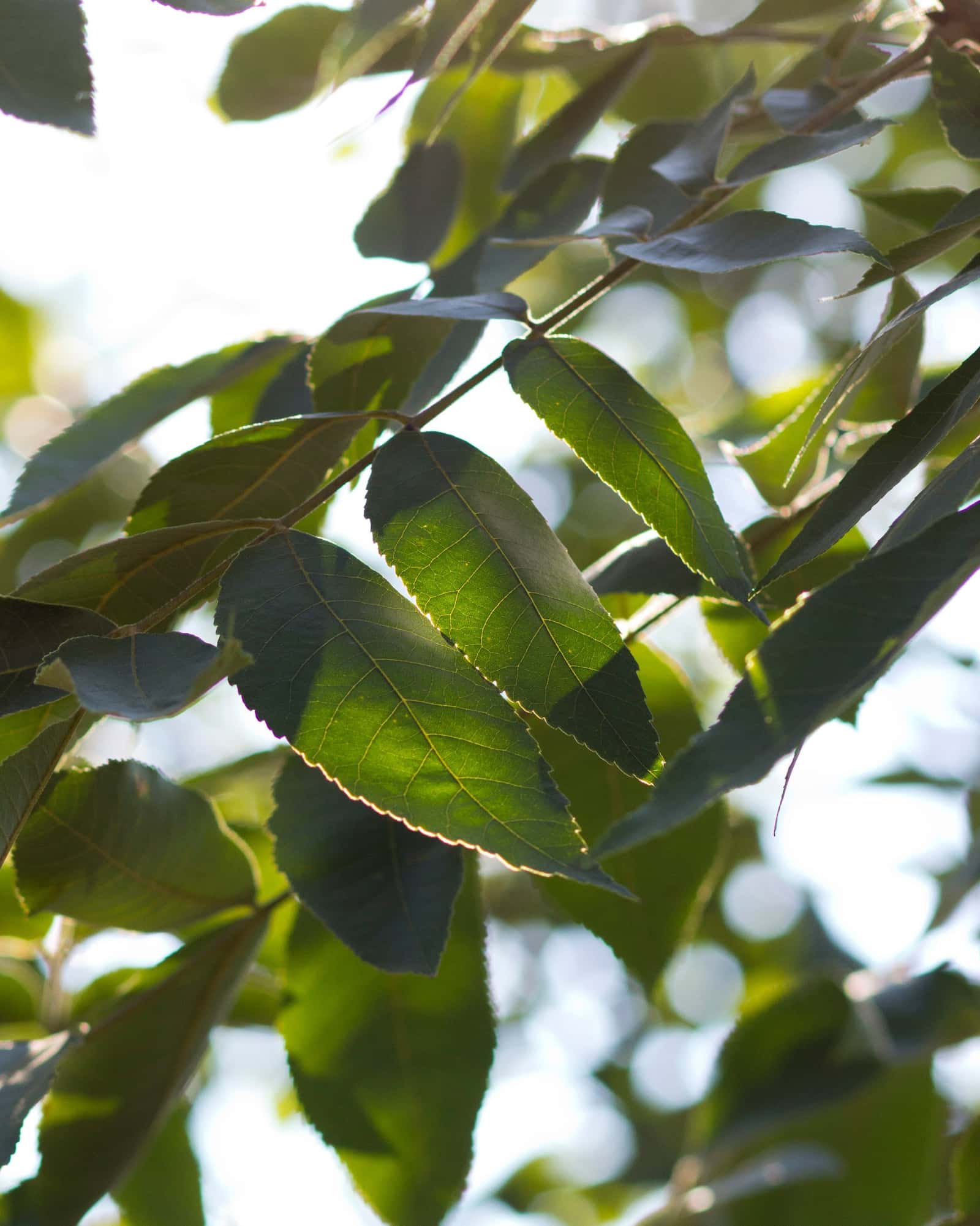 Cheyenne Pecan - Main Image