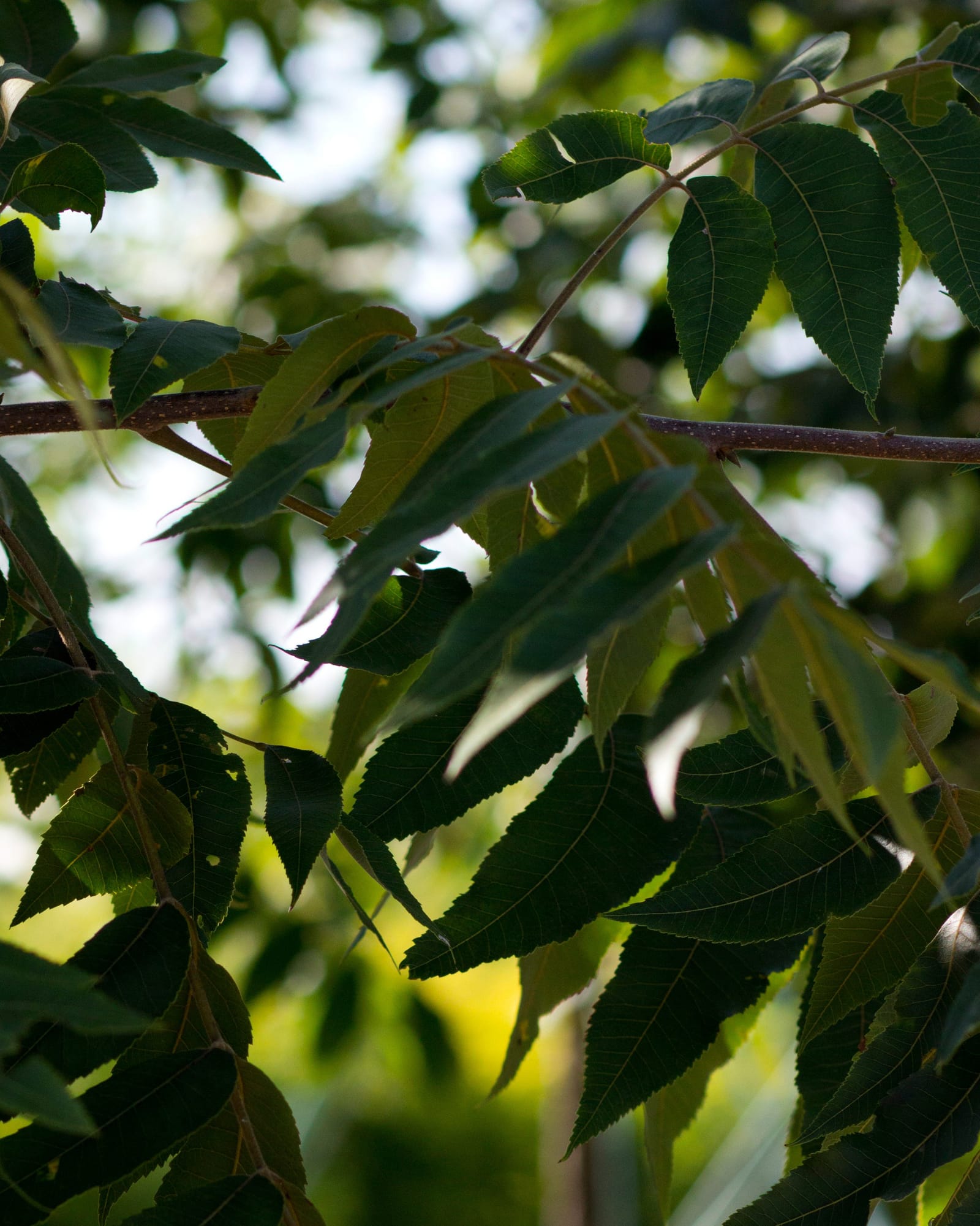 Kiowa Pecan