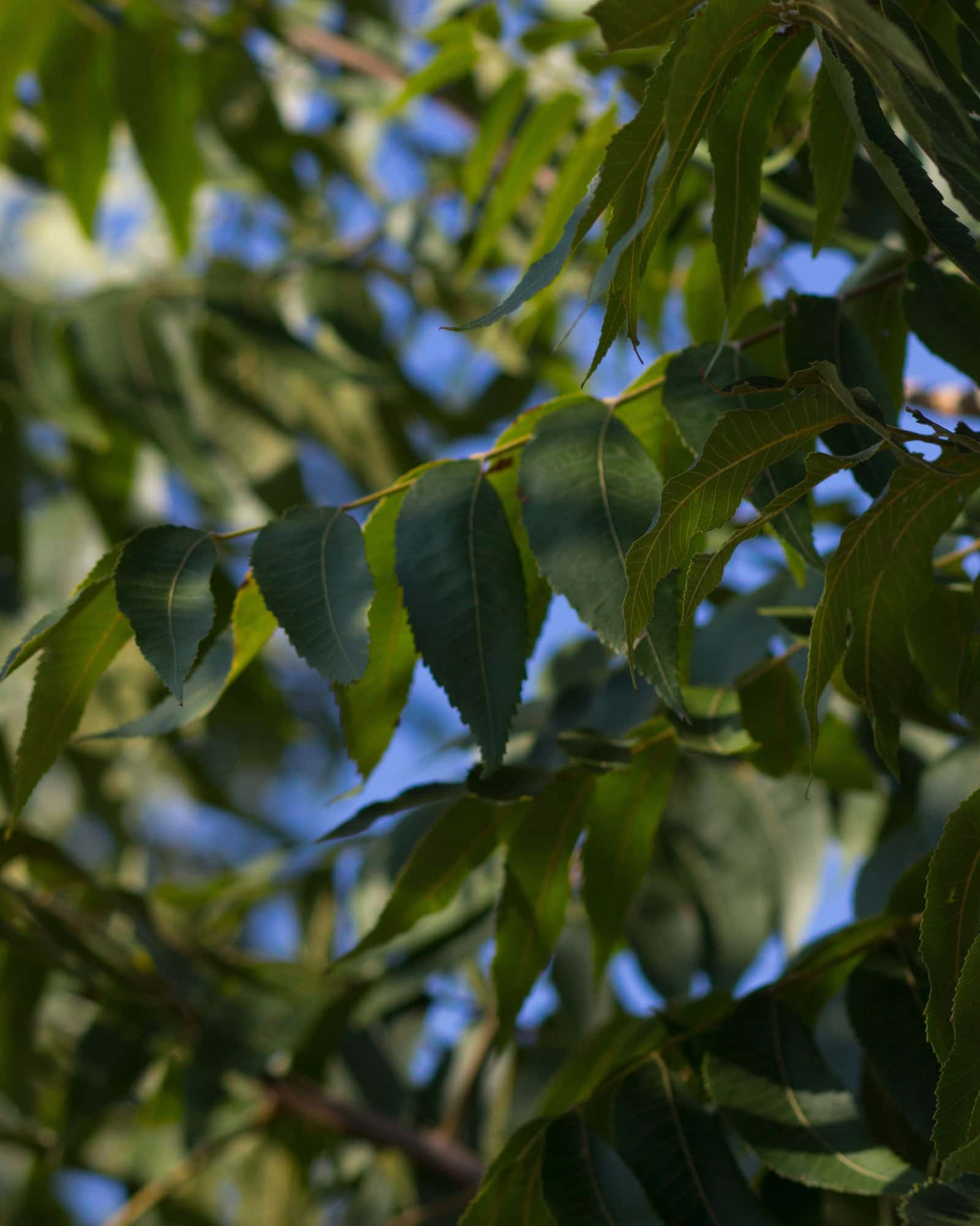 Mohawk Pecan - Main Image
