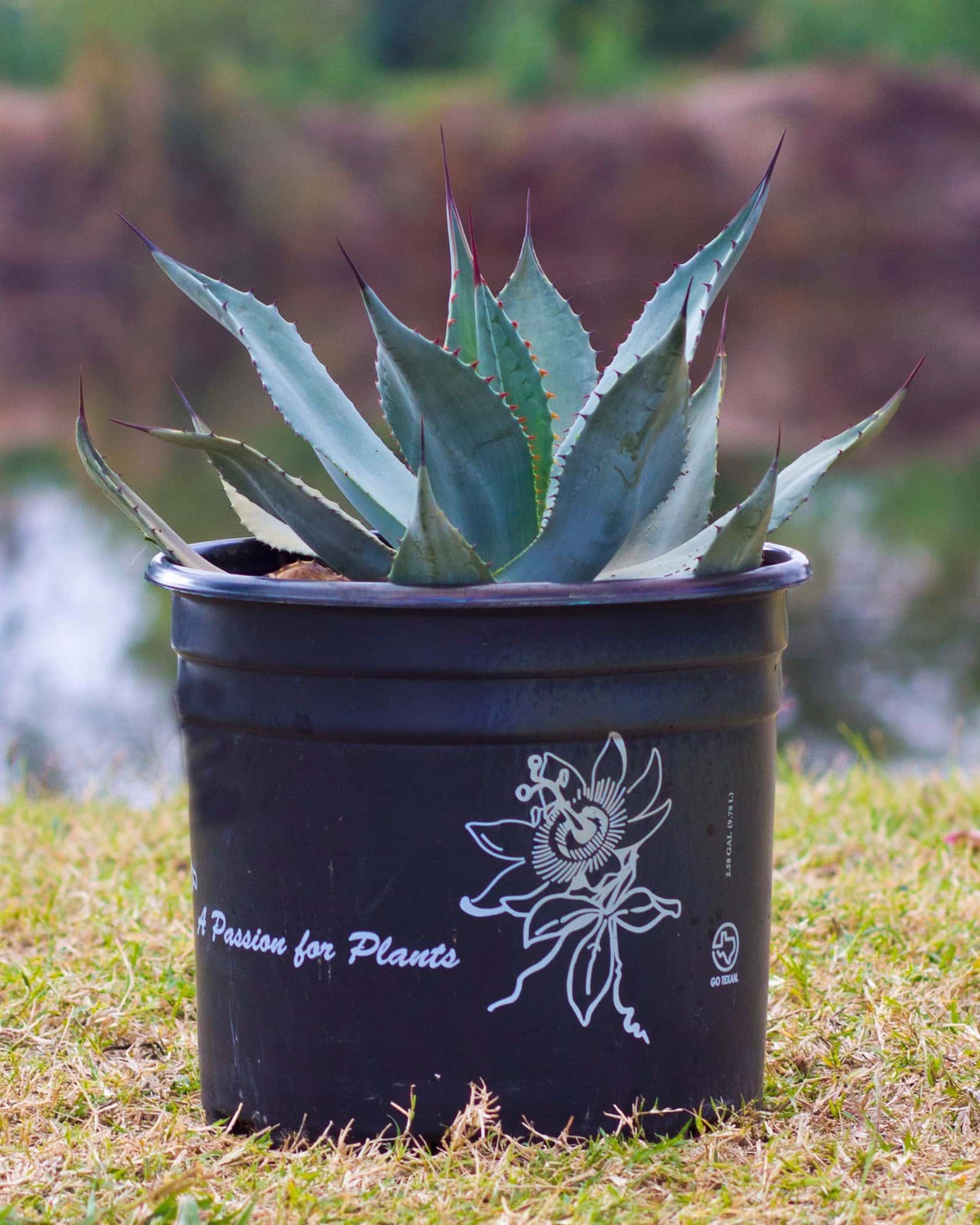 Huachuca Agave - Image 3