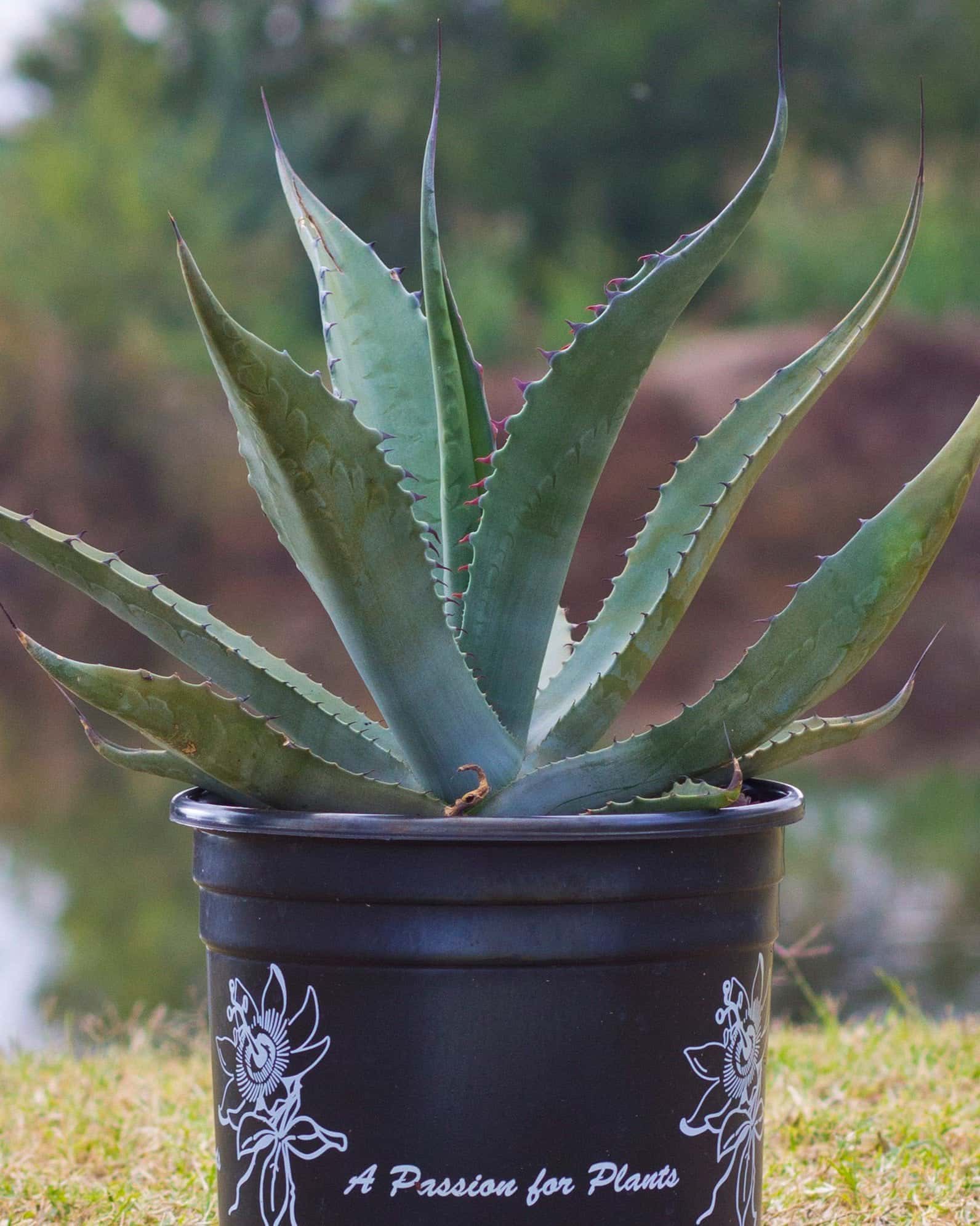 Huachuca Agave - Image 5