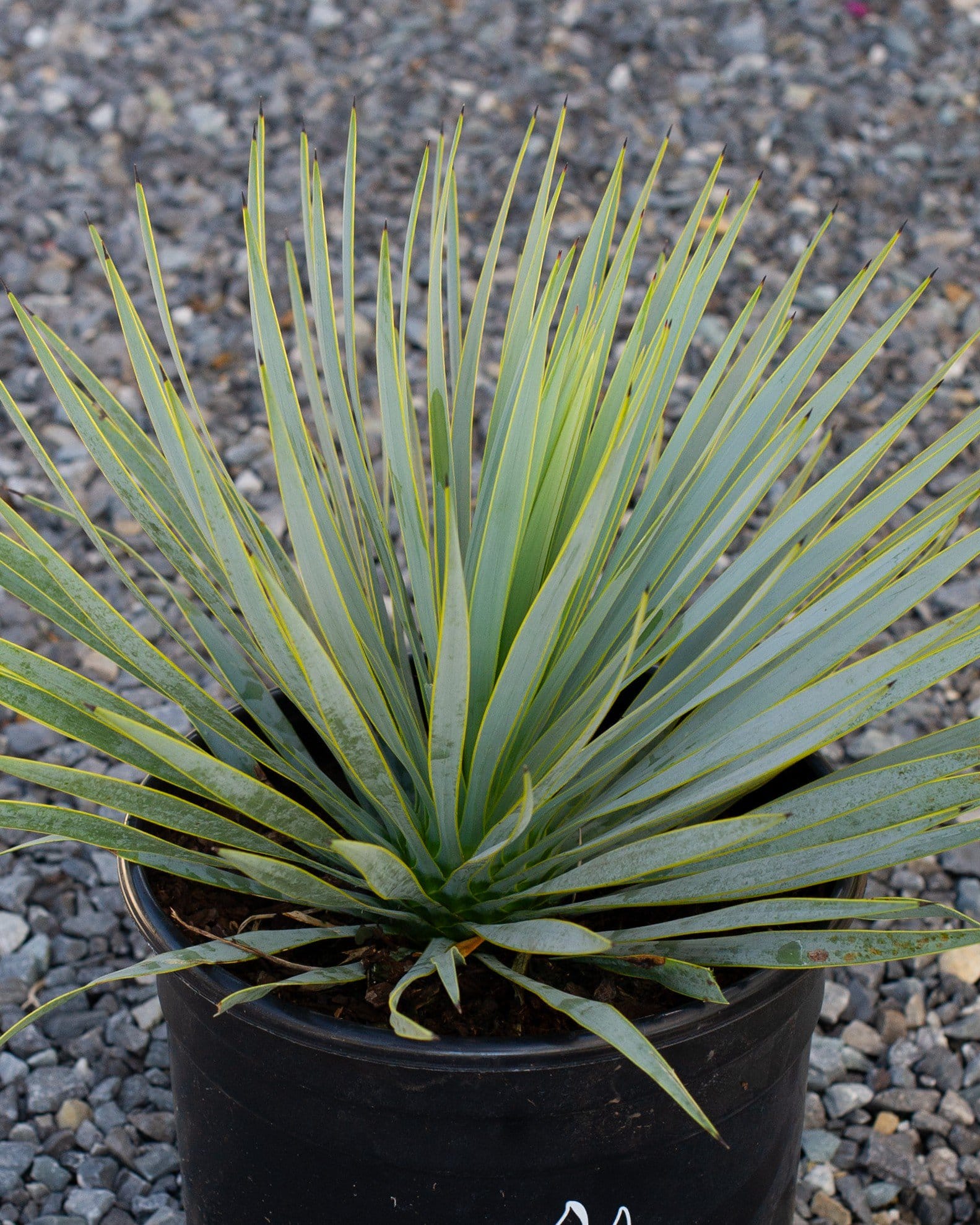 Blue Beaked Yucca