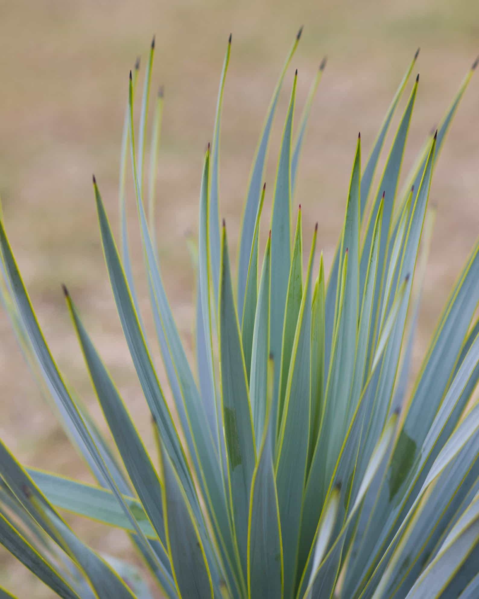 Blue Beaked Yucca - view 2
