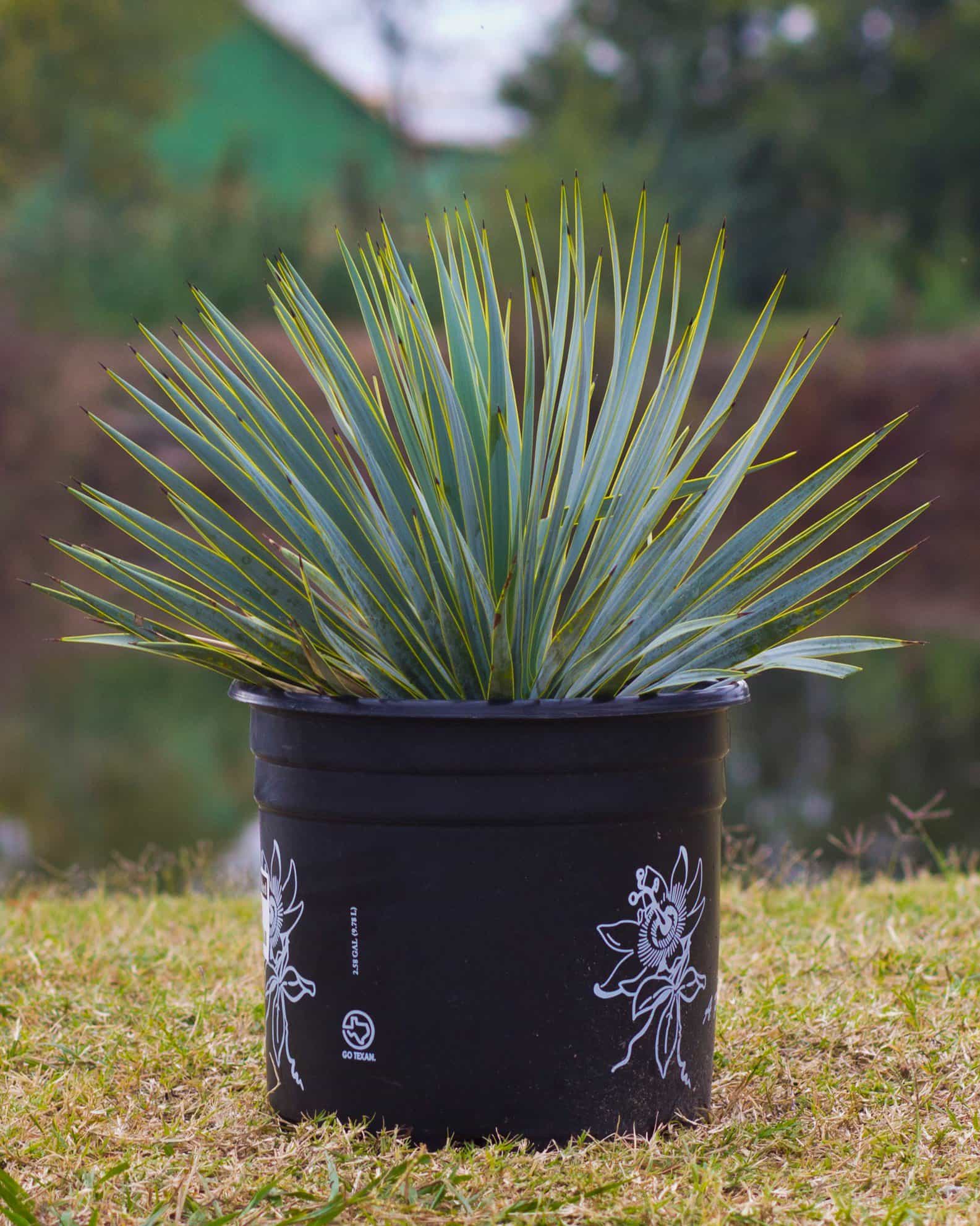 Blue Beaked Yucca - view 3
