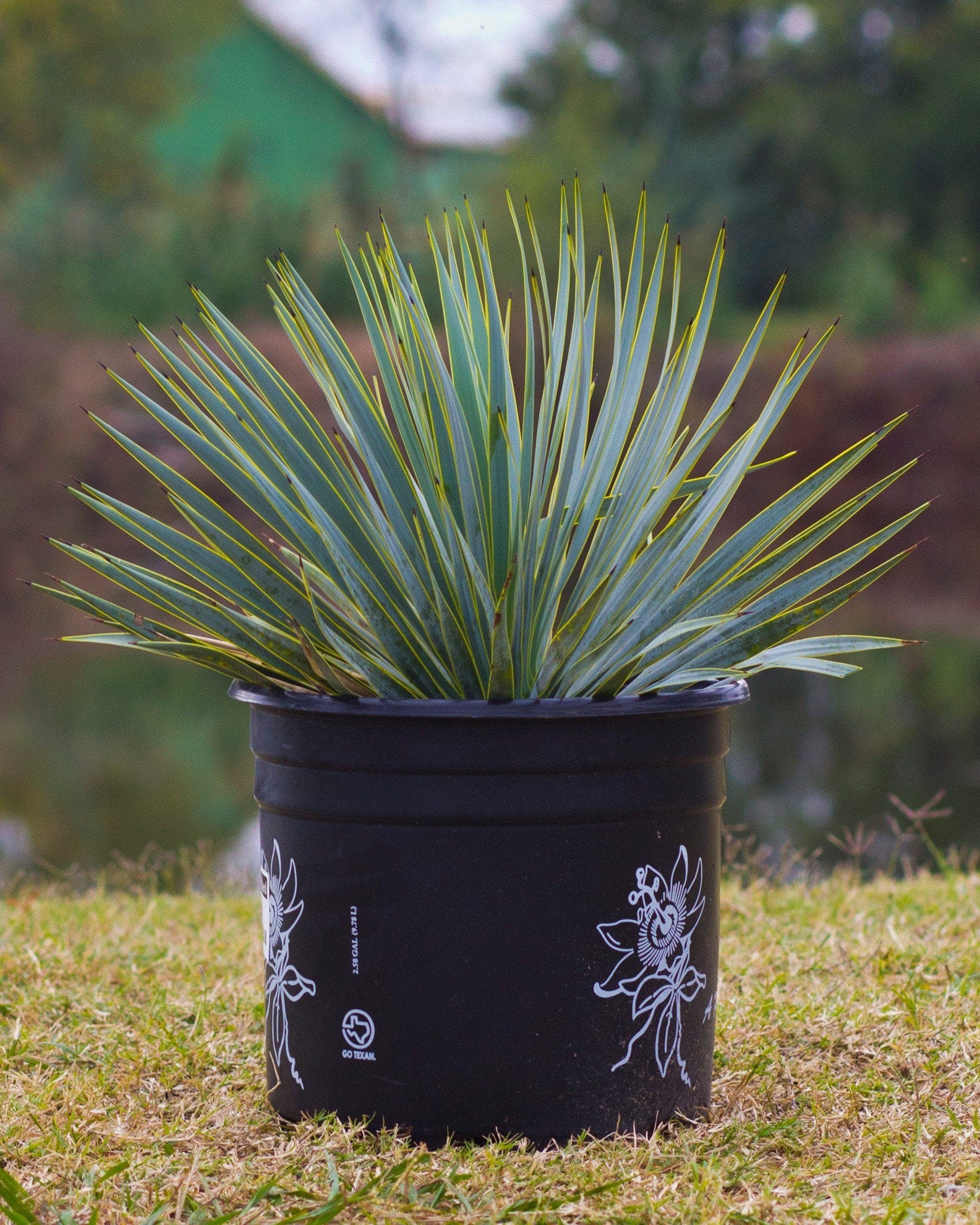 Blue Beaked Yucca - view 3