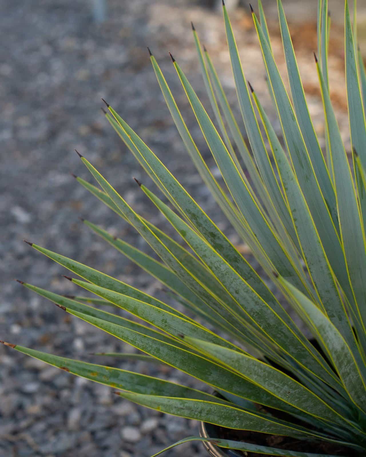 Blue Beaked Yucca - view 4