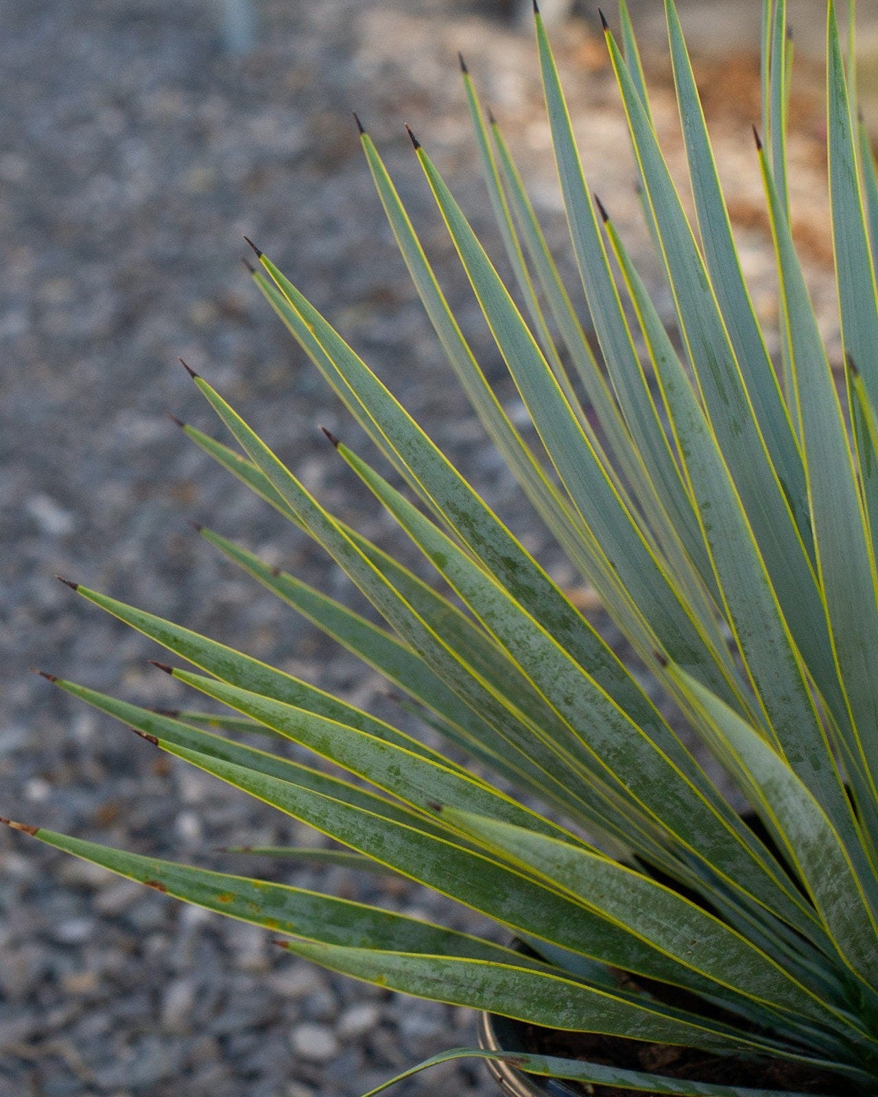 Blue Beaked Yucca - view 4