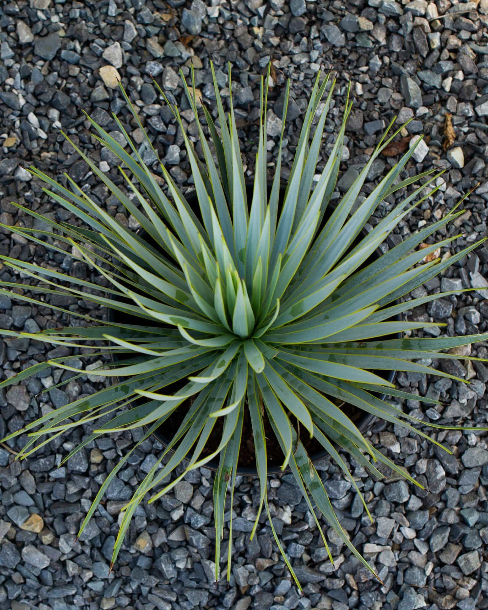Blue Beaked Yucca - view 5