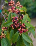Carolina Buckthorn thumbnail 1