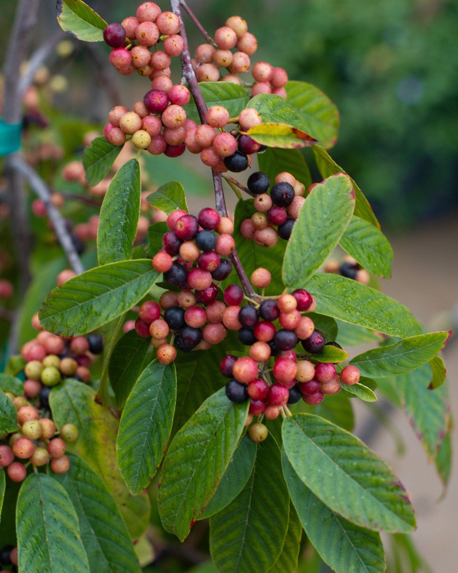 Carolina Buckthorn - Main Image